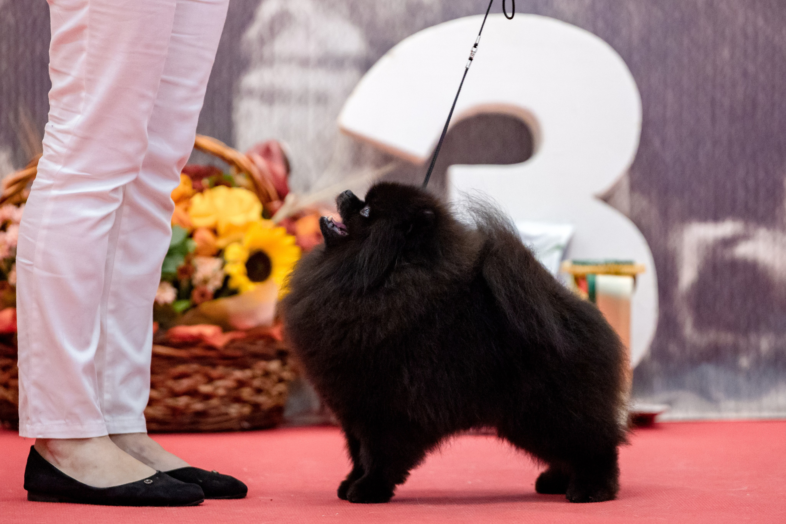 Нижний Новгород 21-22.10.2023. Фотограф-анималист Юлия Германика