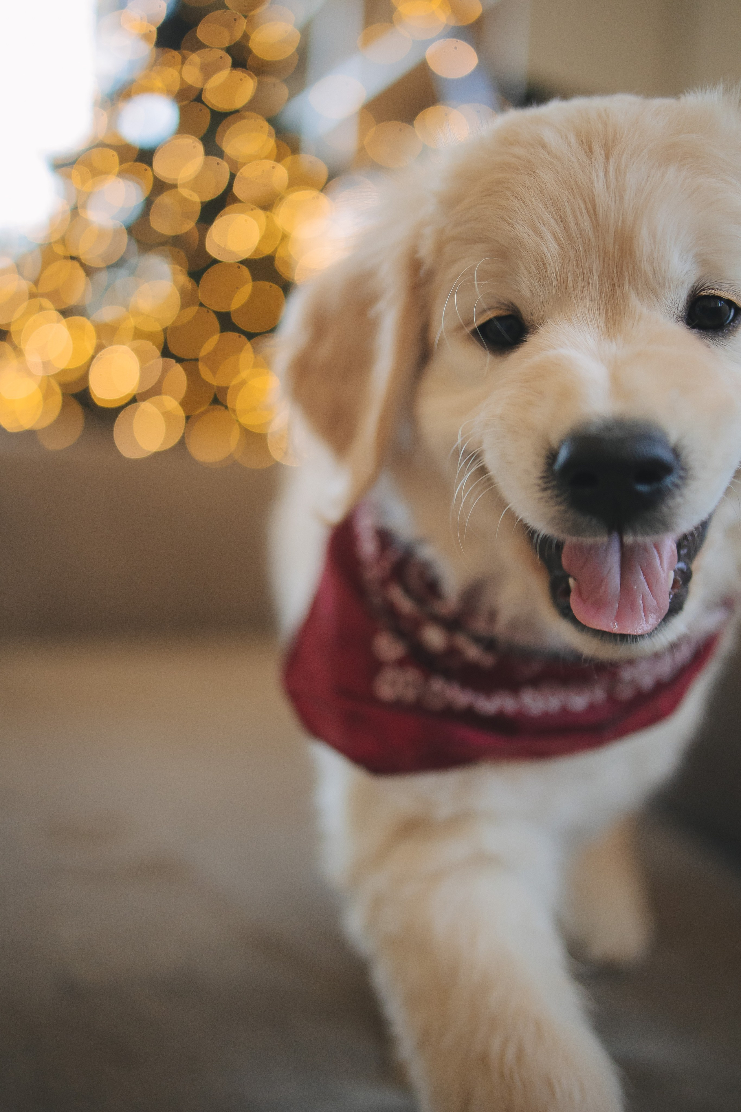 Снежик и Веста, НГ. Свадебный и женский фотограф