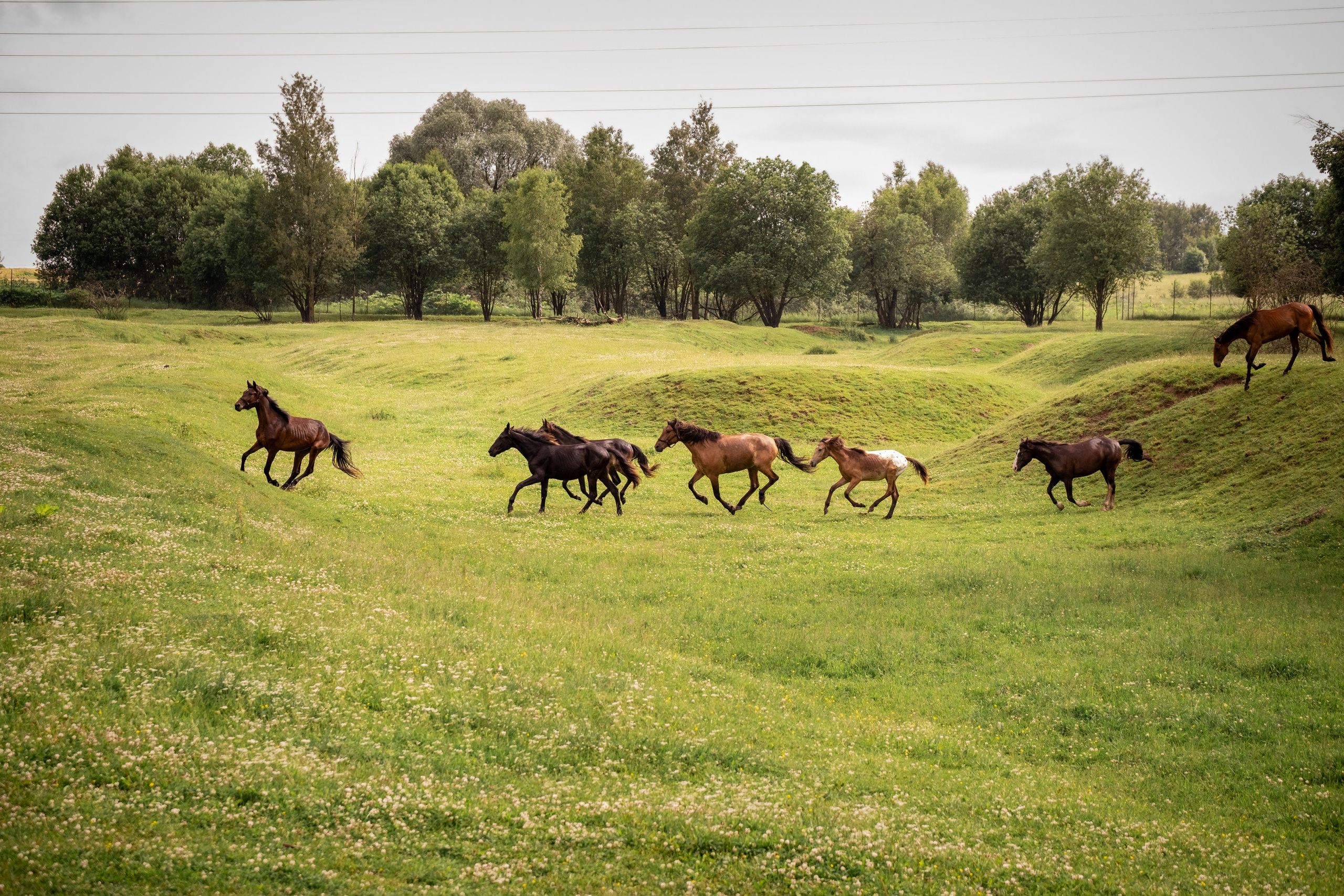 Аванпост, конное ранчо. Зоофотограф, фотограф животных в Москве и области Дина Дамоцева
