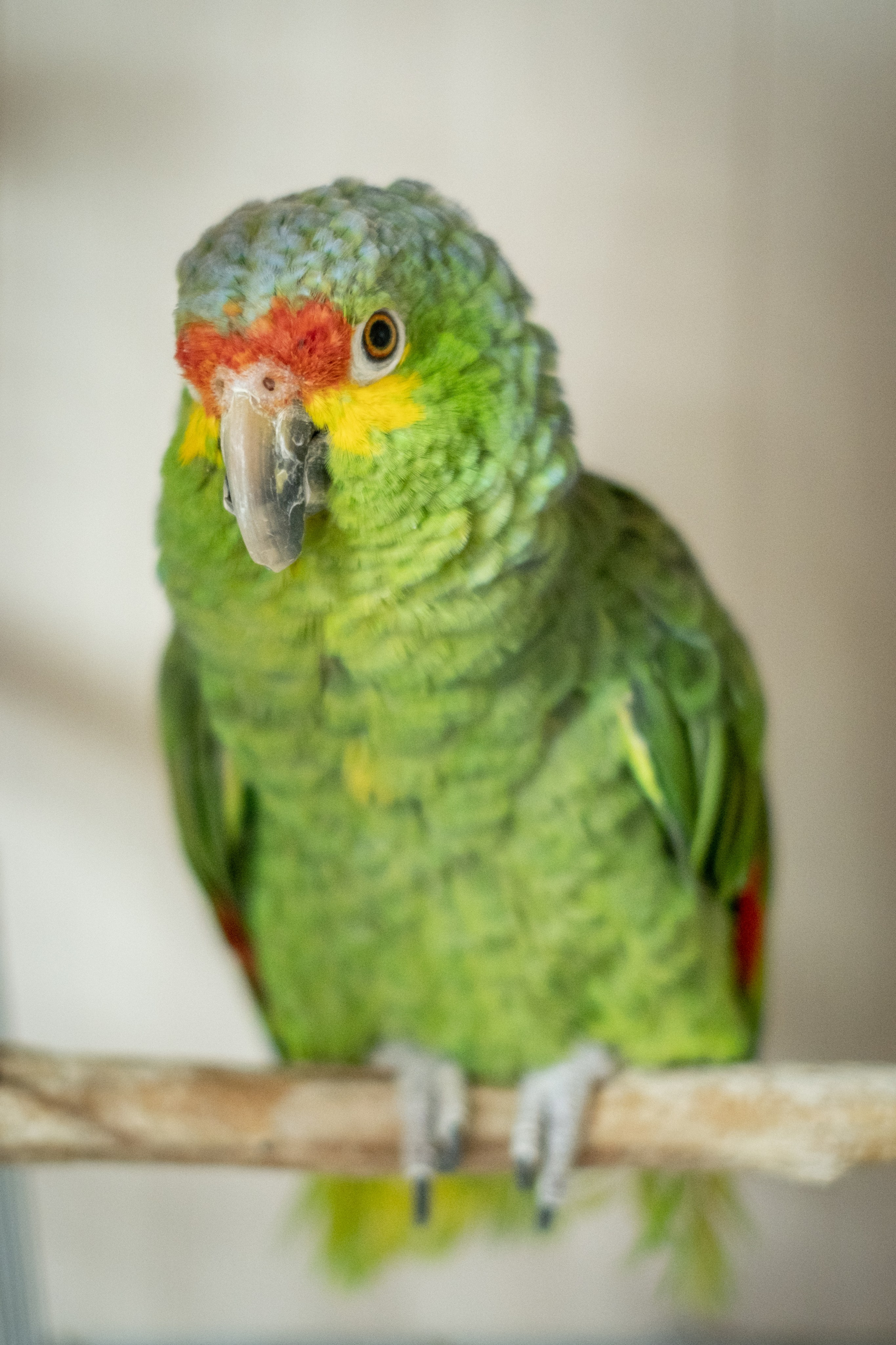 Веселая компания для Аллы) французы флаффи, пудели, ориенталы. Зоофотограф, фотограф животных в Москве и области Дина Дамоцева