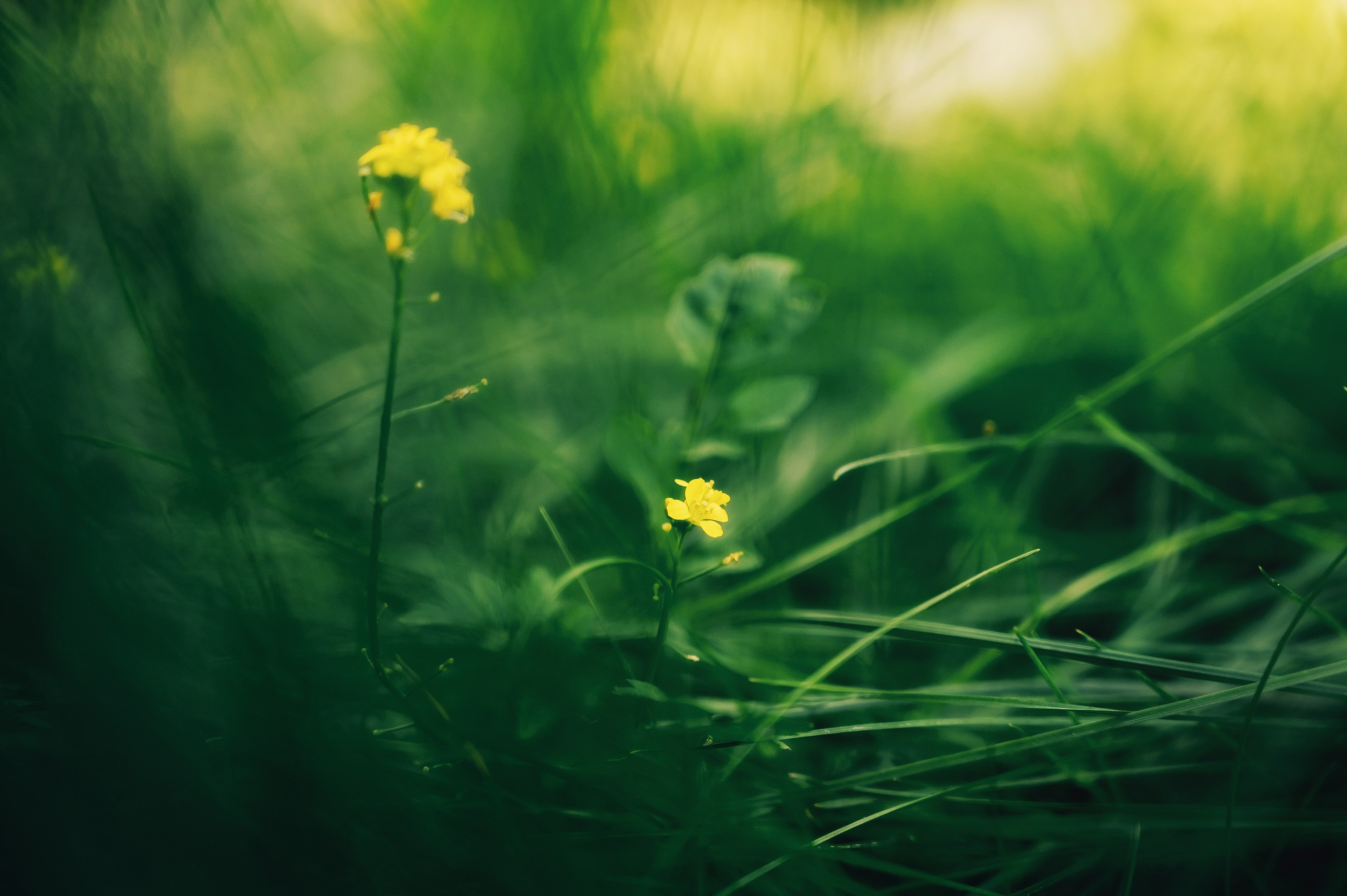 День Шахтёра в Парке Чудес 30.08.2025. Детский фотограф, семейный фотограф и репортажи в Кемерово
