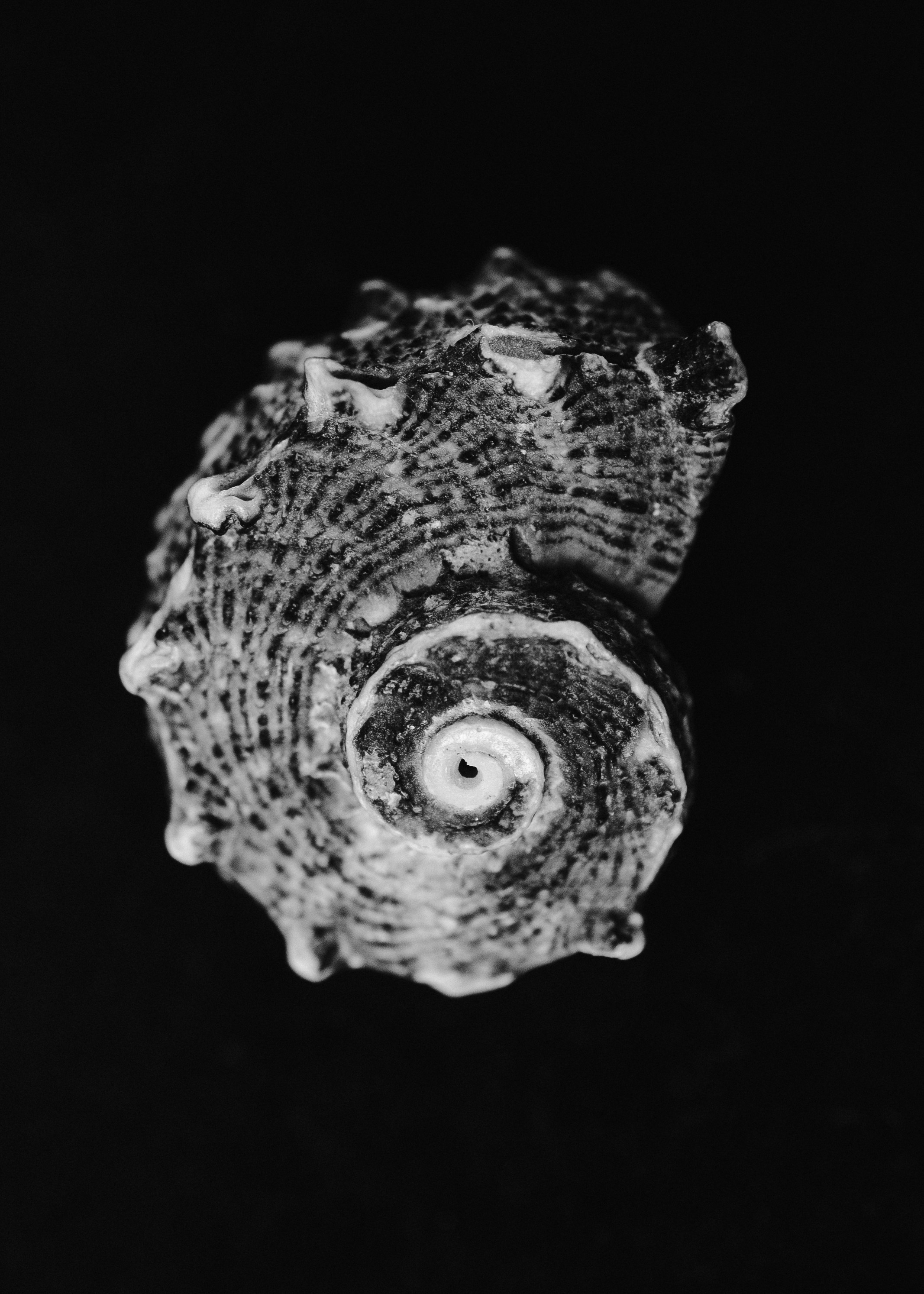 Фотограф Олеся Музанова