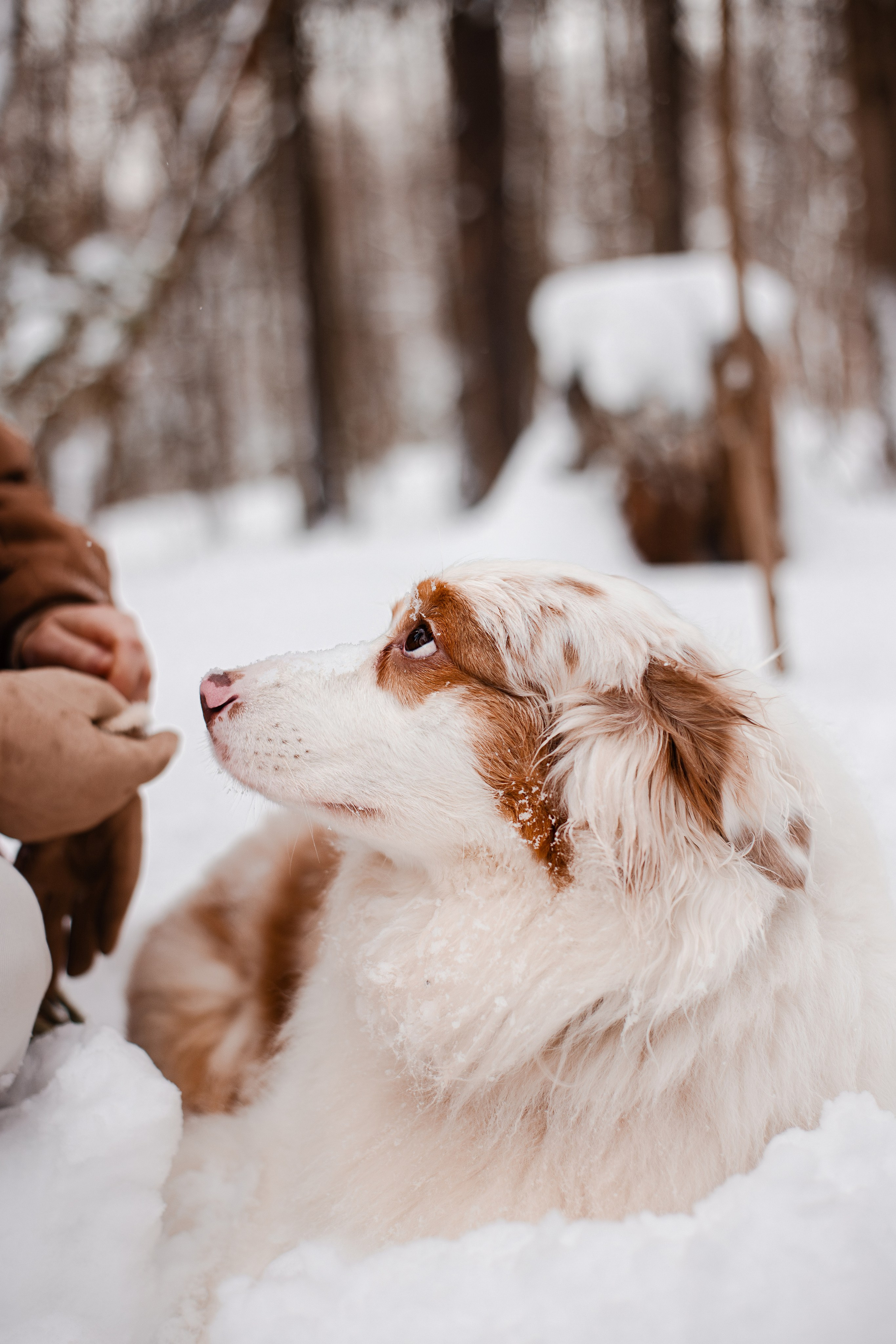 Юля и Ума. Фотограф-анималист Мария Баркевич | Москва
