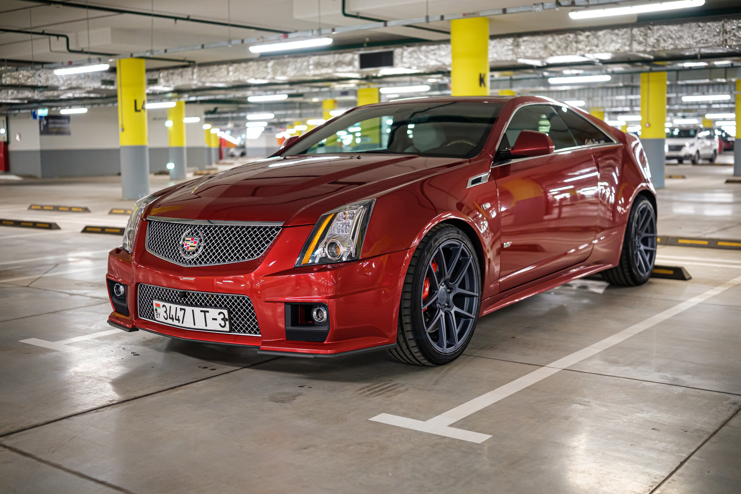 Кэдди. Алексей Никифоров фотограф Москва, Химки