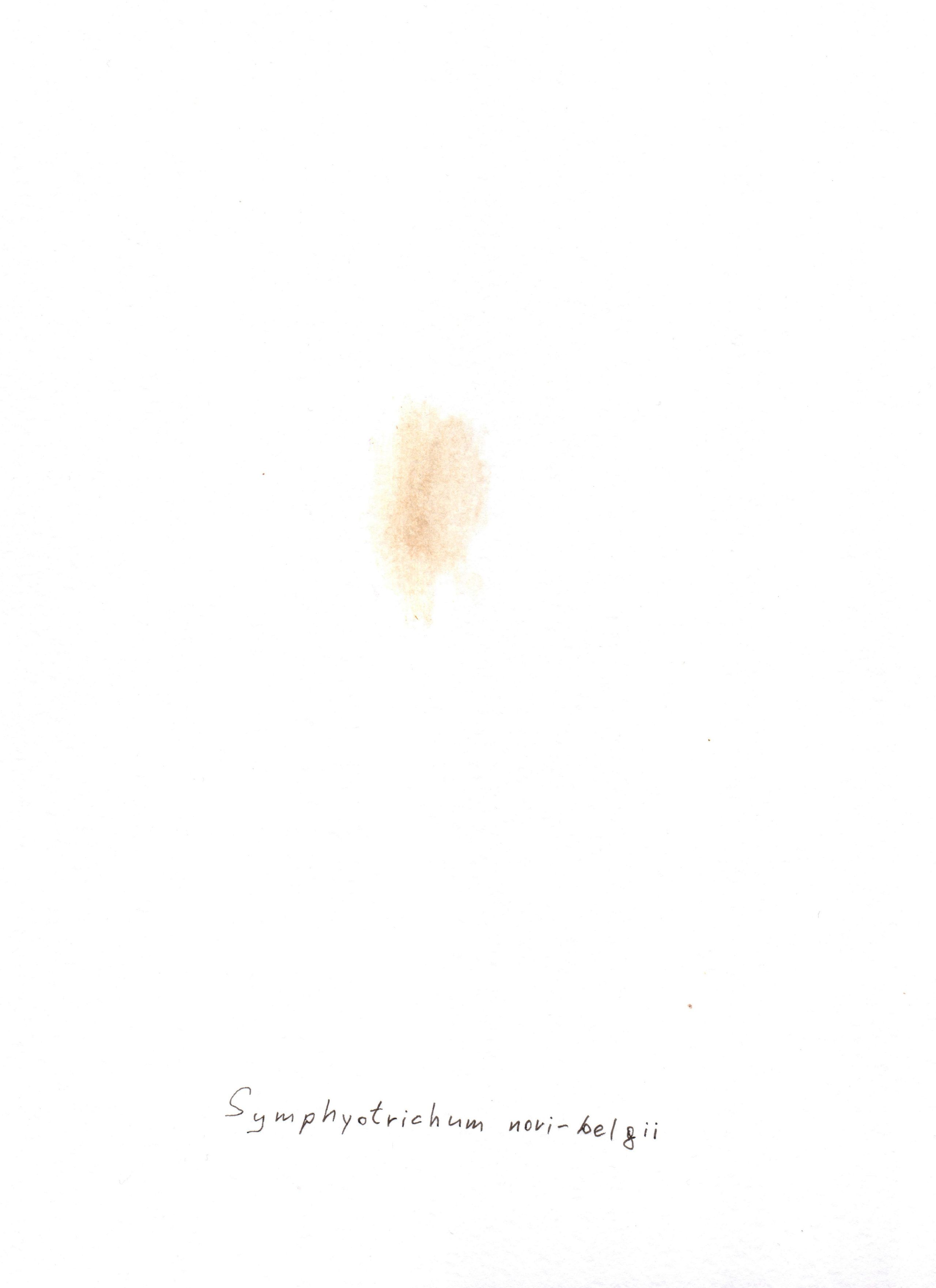 Symphyotrichum novi-belgii (Астра новобельгийская)