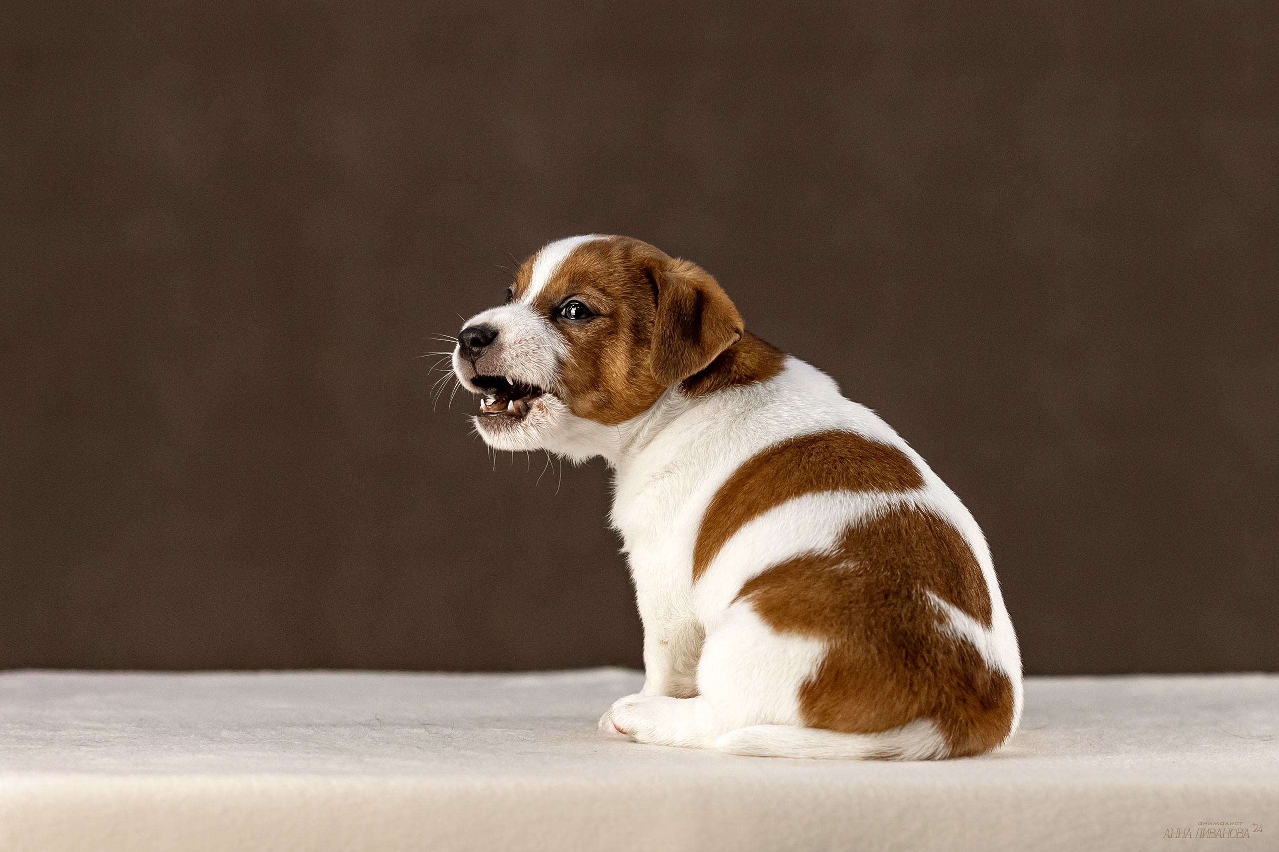 Джек расселы. Фотограф анималист Аня Ливанова | Рыбинск