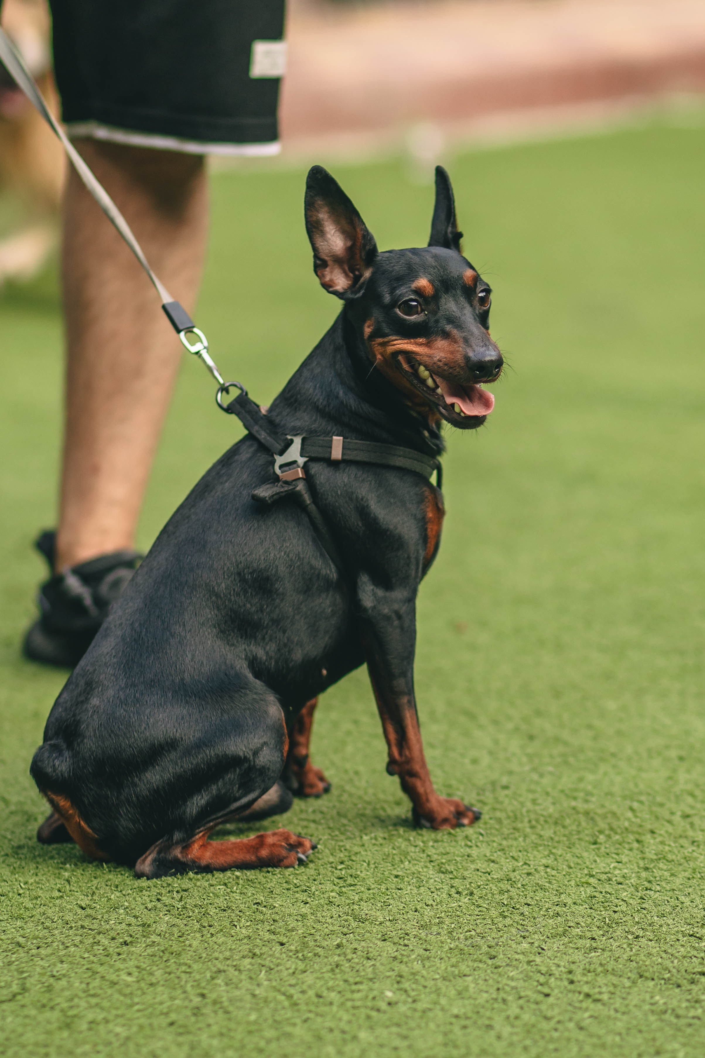 Pet-Party + Live-music |Парк Культуры. Фотограф в Ставрополе Алина Клочкова