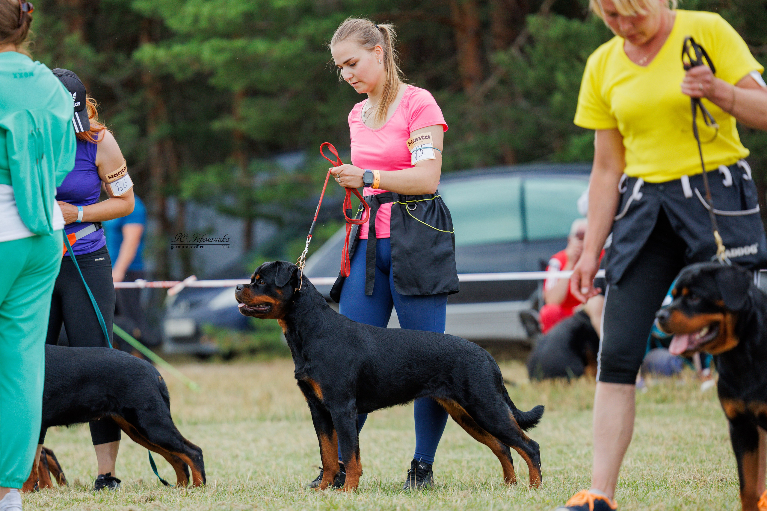 ПК и КЧК ротвейлеры Тверь 6-7.07.2024. Фотограф-анималист Юлия Германика