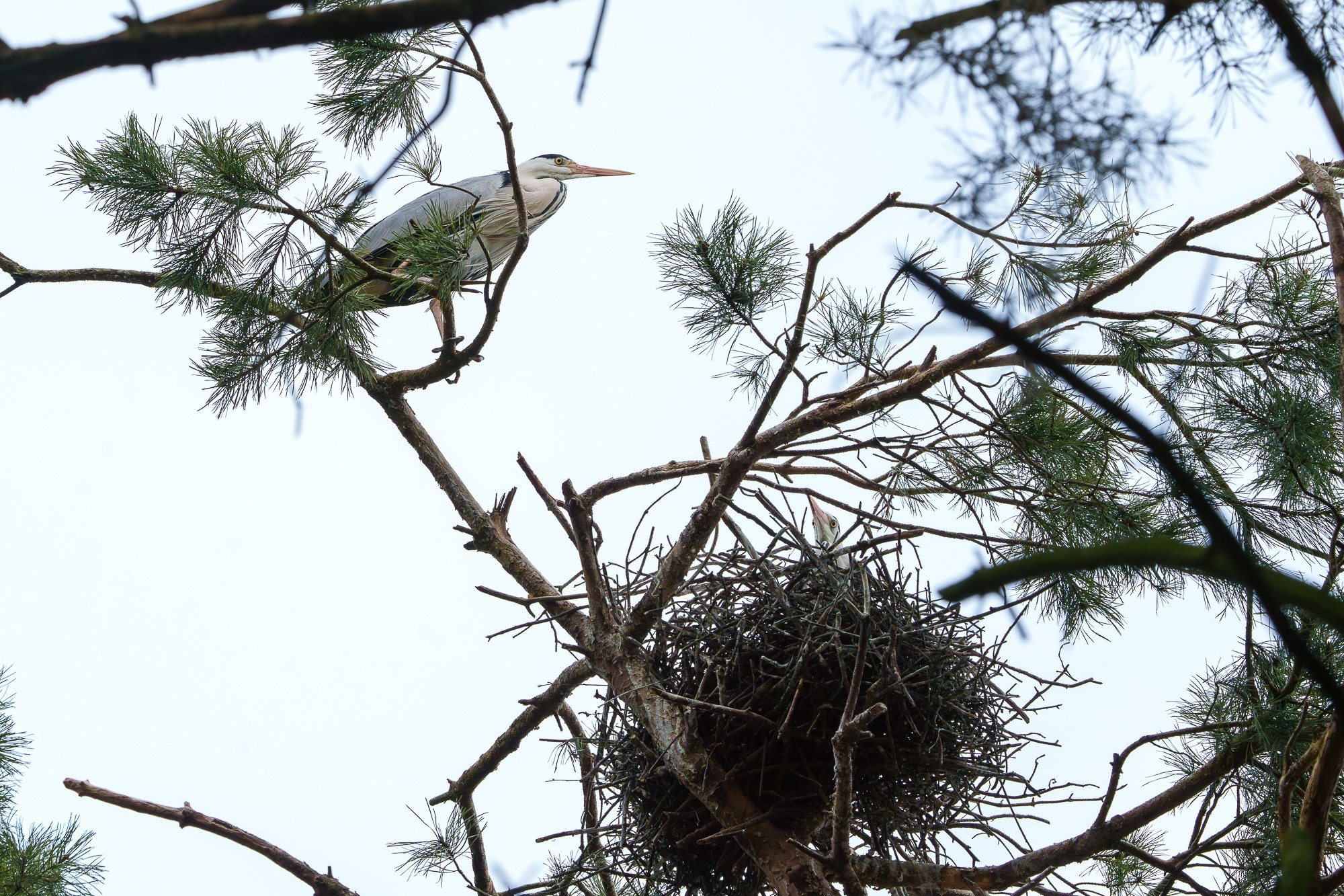 Удивительные мир птиц. Вокруг нас столько прекрасного — присмотритесь!. Ваш личный фотограф Марина Волкова