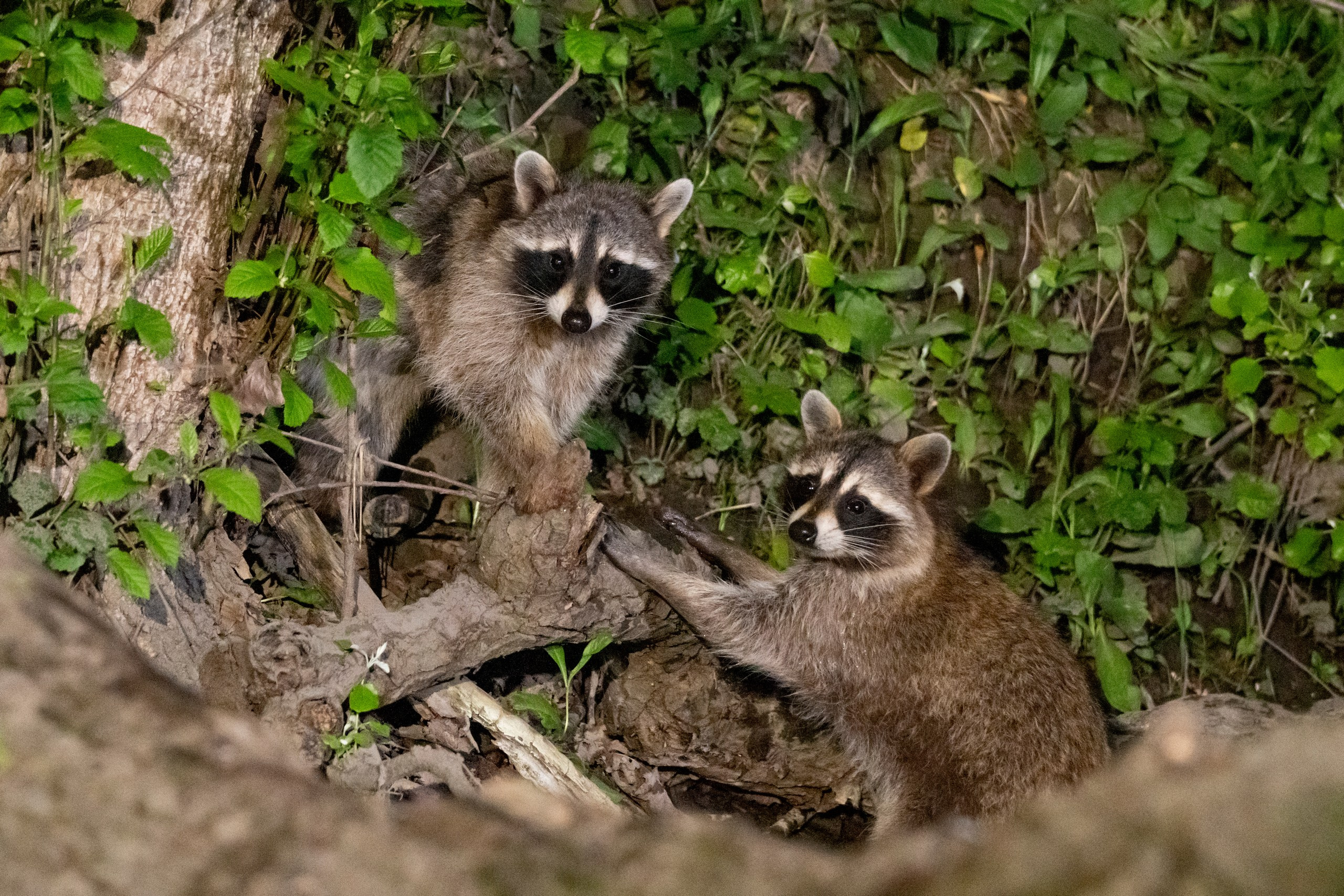 Дикая природа Дагестана. Май 2025 г. Foto-Zuev фотография как искусство