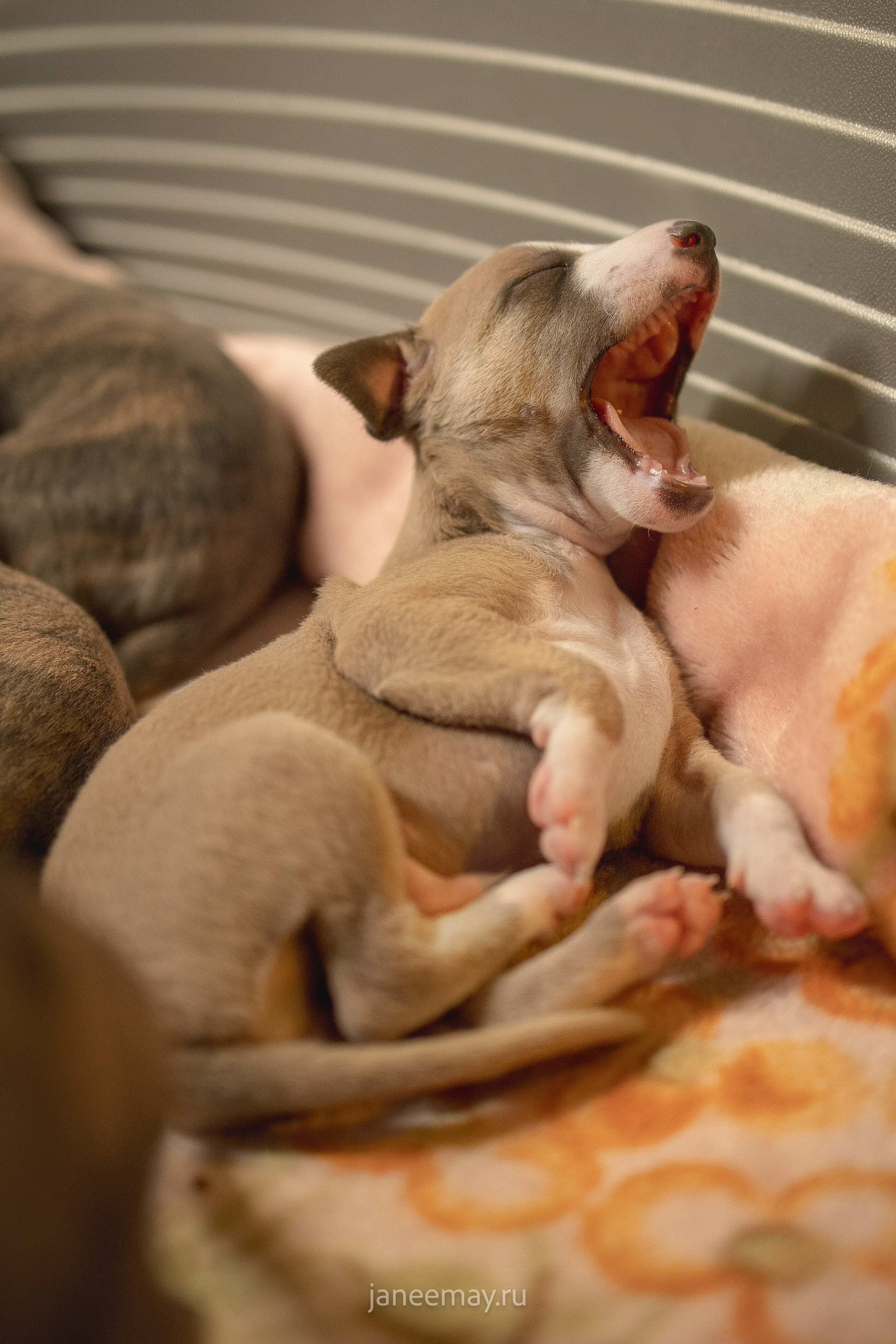 Малыши уиппеты Великбековых. Фотограф анималист в Москве Майорова Евгения