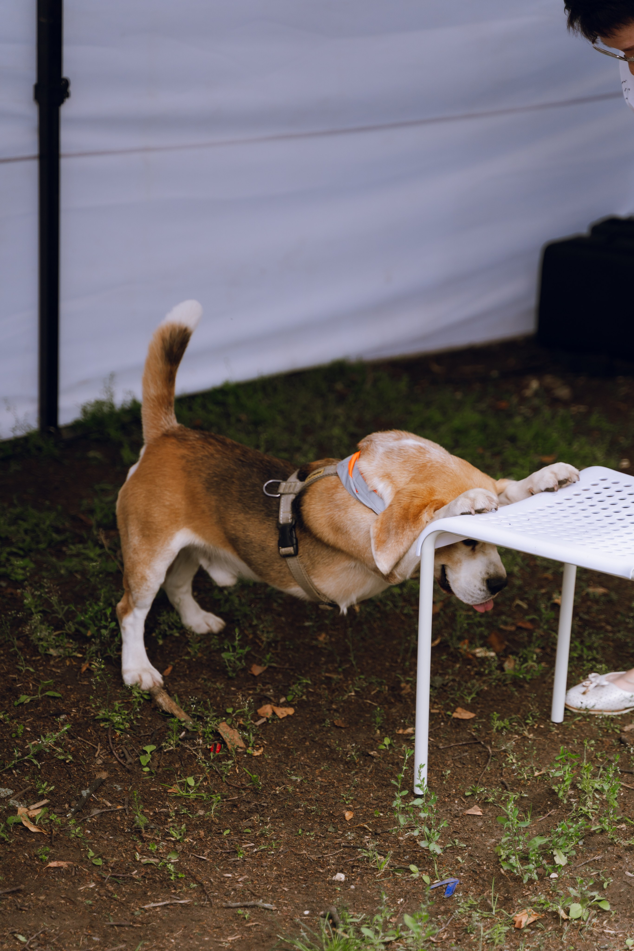 Площадка фестиваля «Мампус и его друзья» в Лесопарке 2025. Фотограф Надежда Погребняк | Рязань | Москва