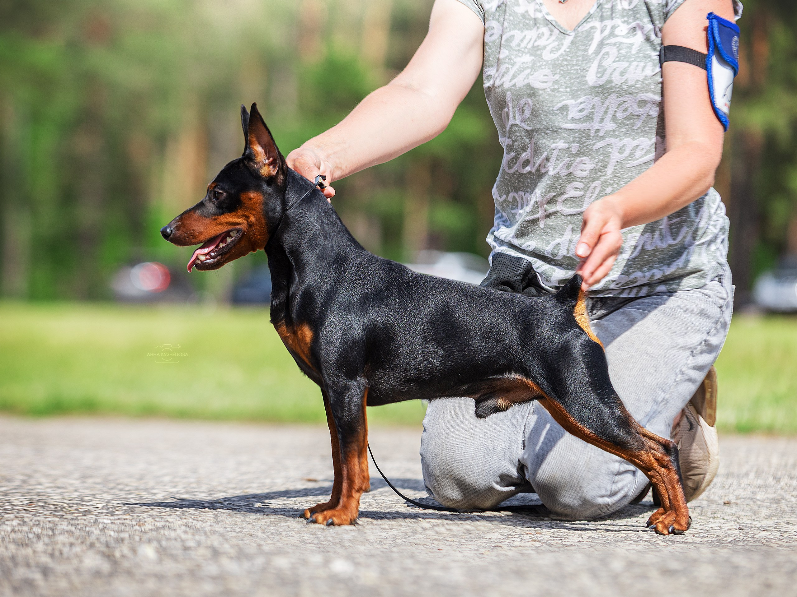 В ринге. Фотограф анималист Кузнецова Анна Нижний Новгород