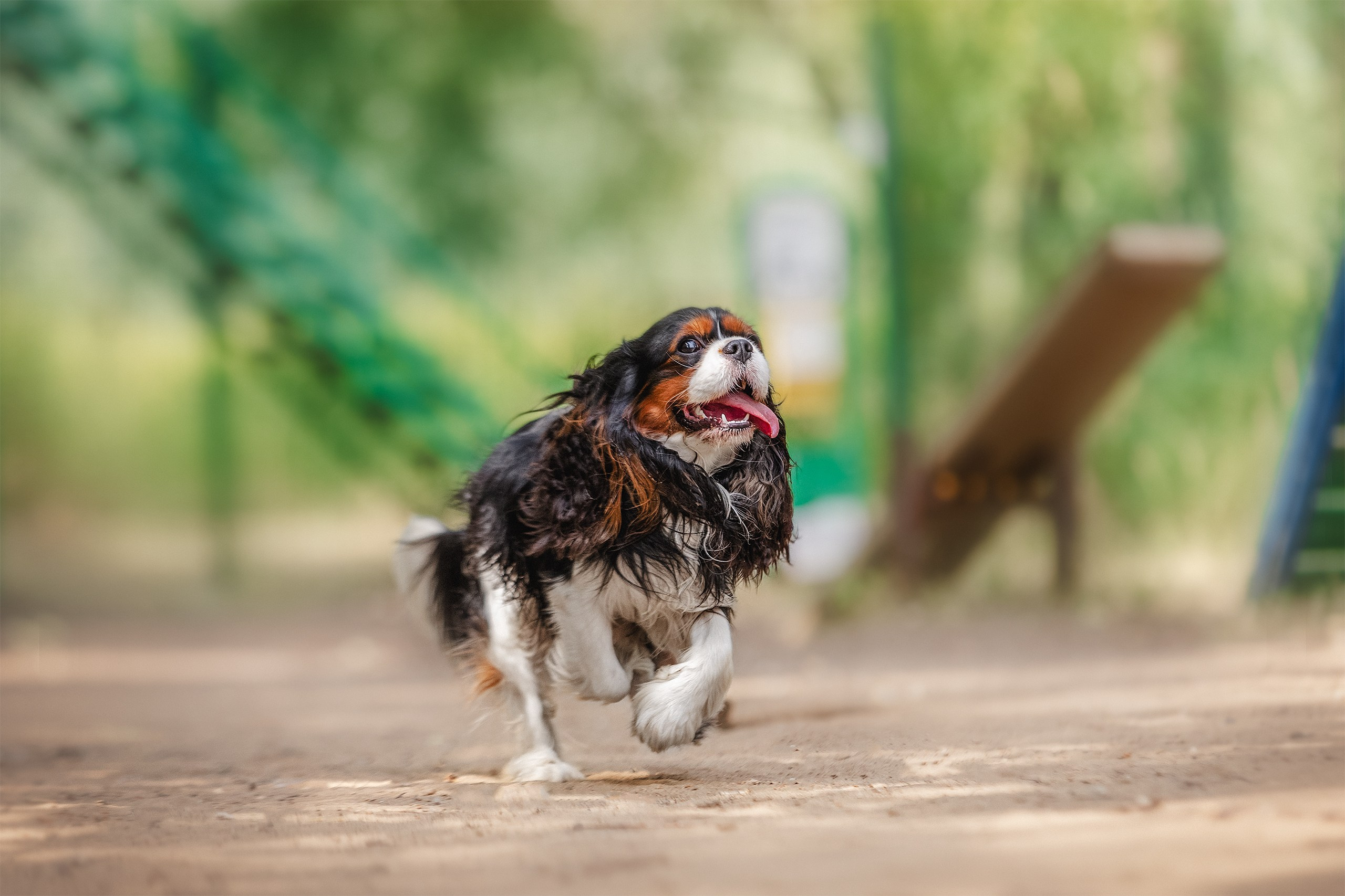 ККЧС Элвис. Фотограф анималист Кузнецова Анна Нижний Новгород