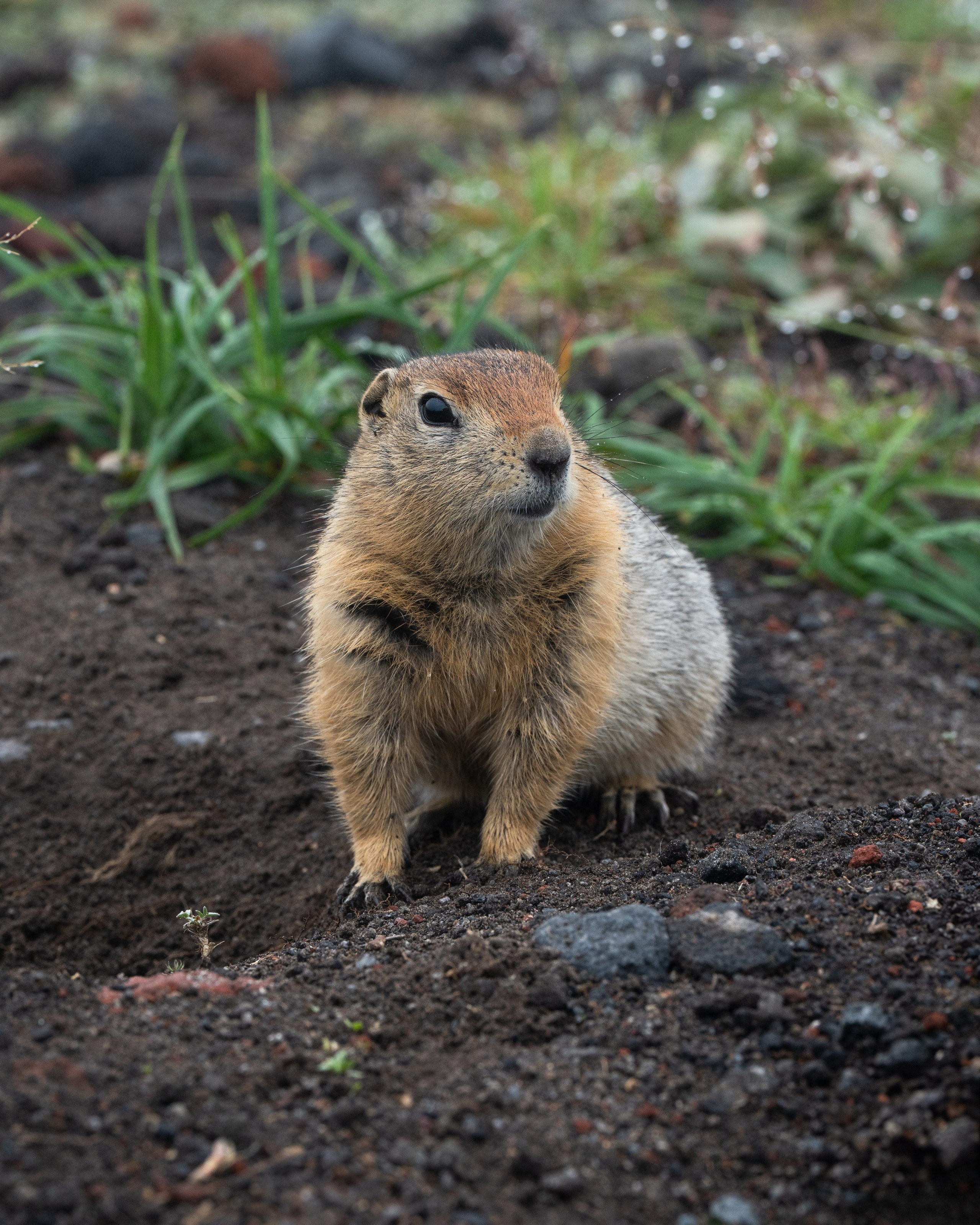 Дикий животный мир. Daria wanderer photography