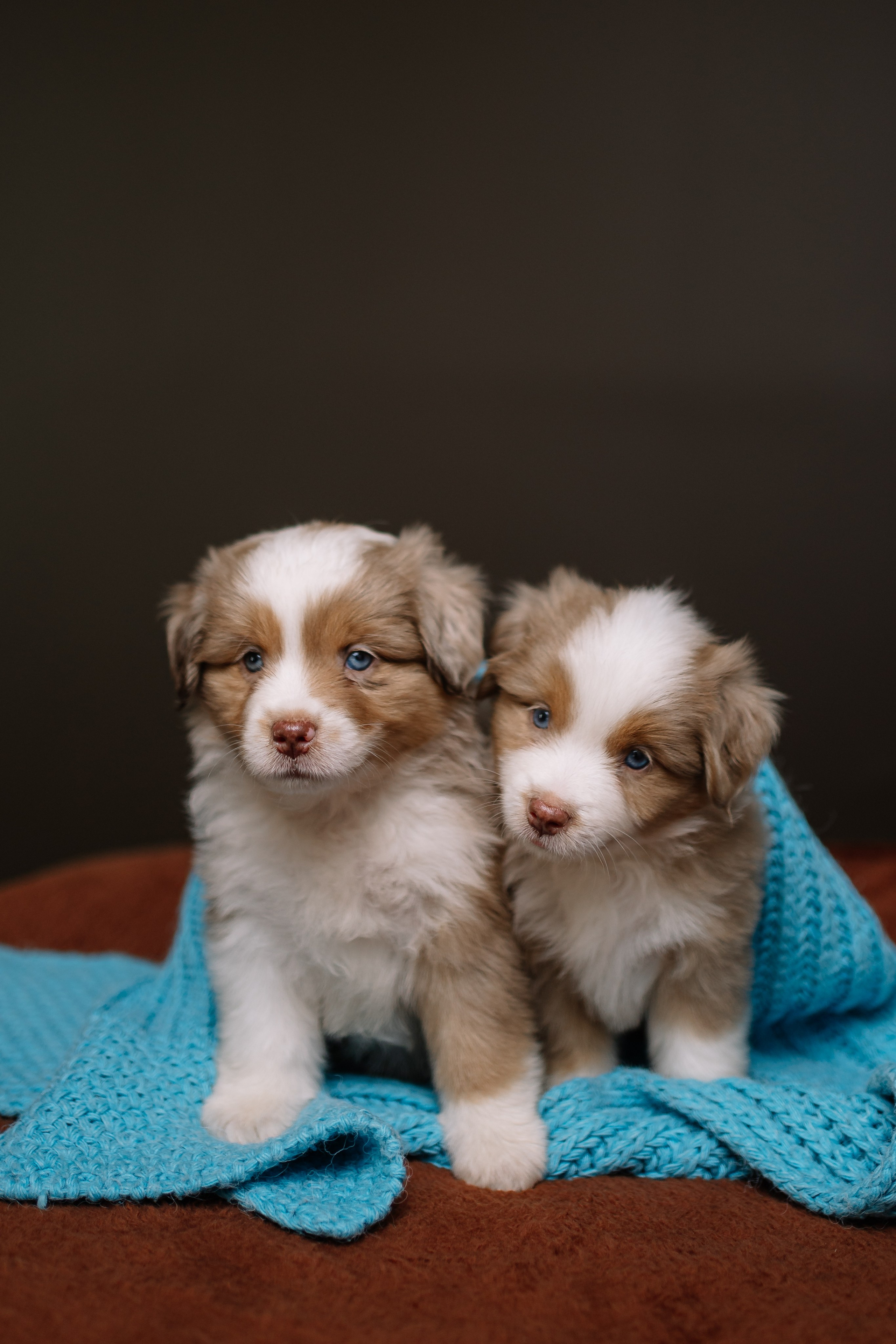 Щенки Миниатюрной американской овчарки. В студии. Фотограф Александра Кузнецова