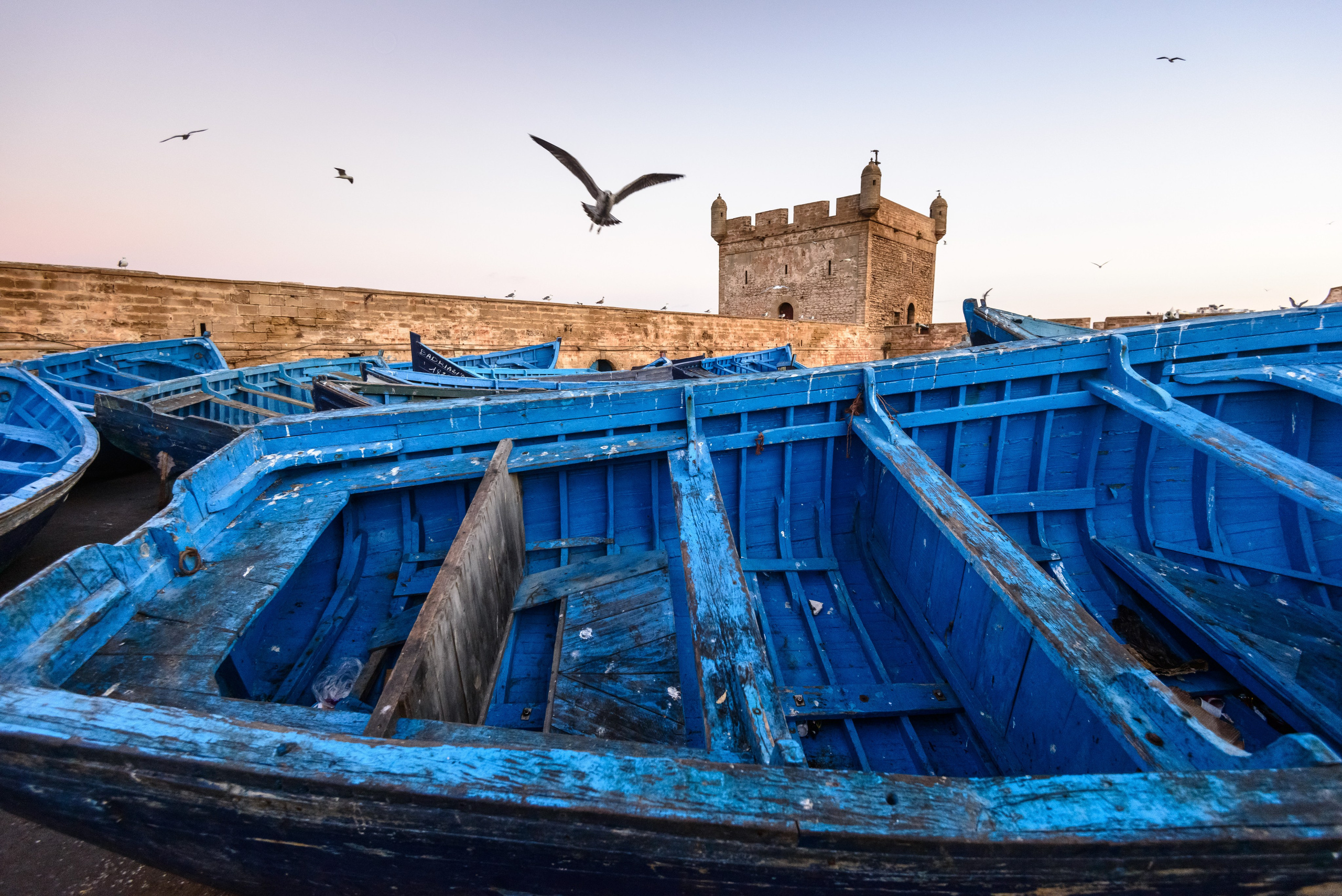 Обитатели синего города. Пейзажный фотограф Сергей Пестерев. Фото природы