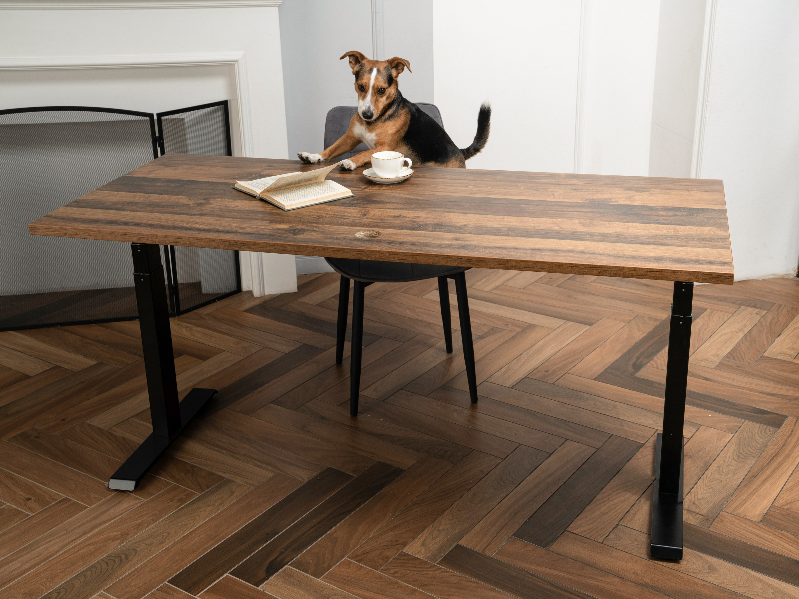 Съемки с животными. КЕД Студия-контент агентство полного цикла СПБ. Создаём фото, видео и контент, который помогает брендам и селлерам продавать больше