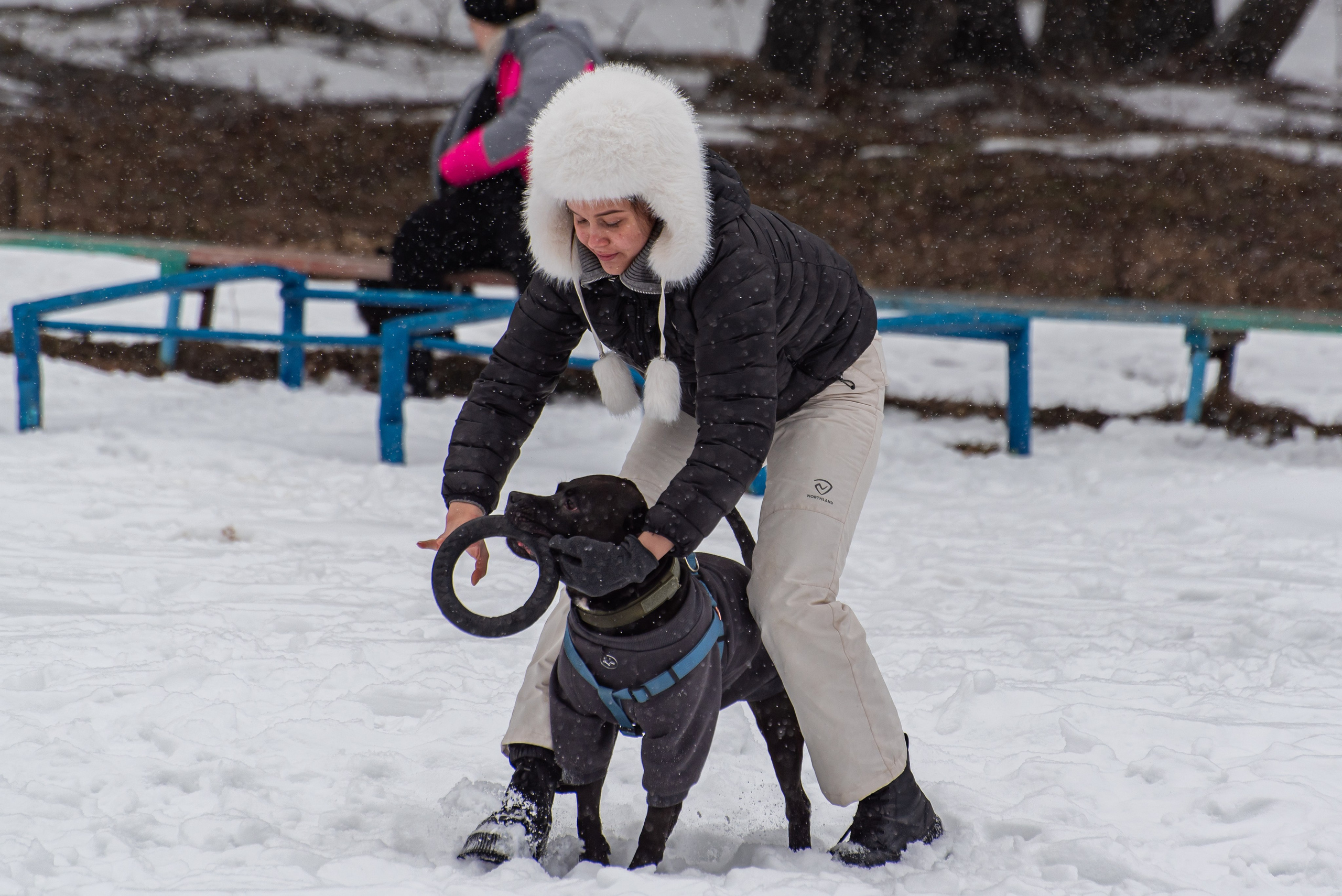 Фотосъёмка с собаками в Кинологическом лагере. Фотограф Макс Огурцов в Нижнем Новгороде