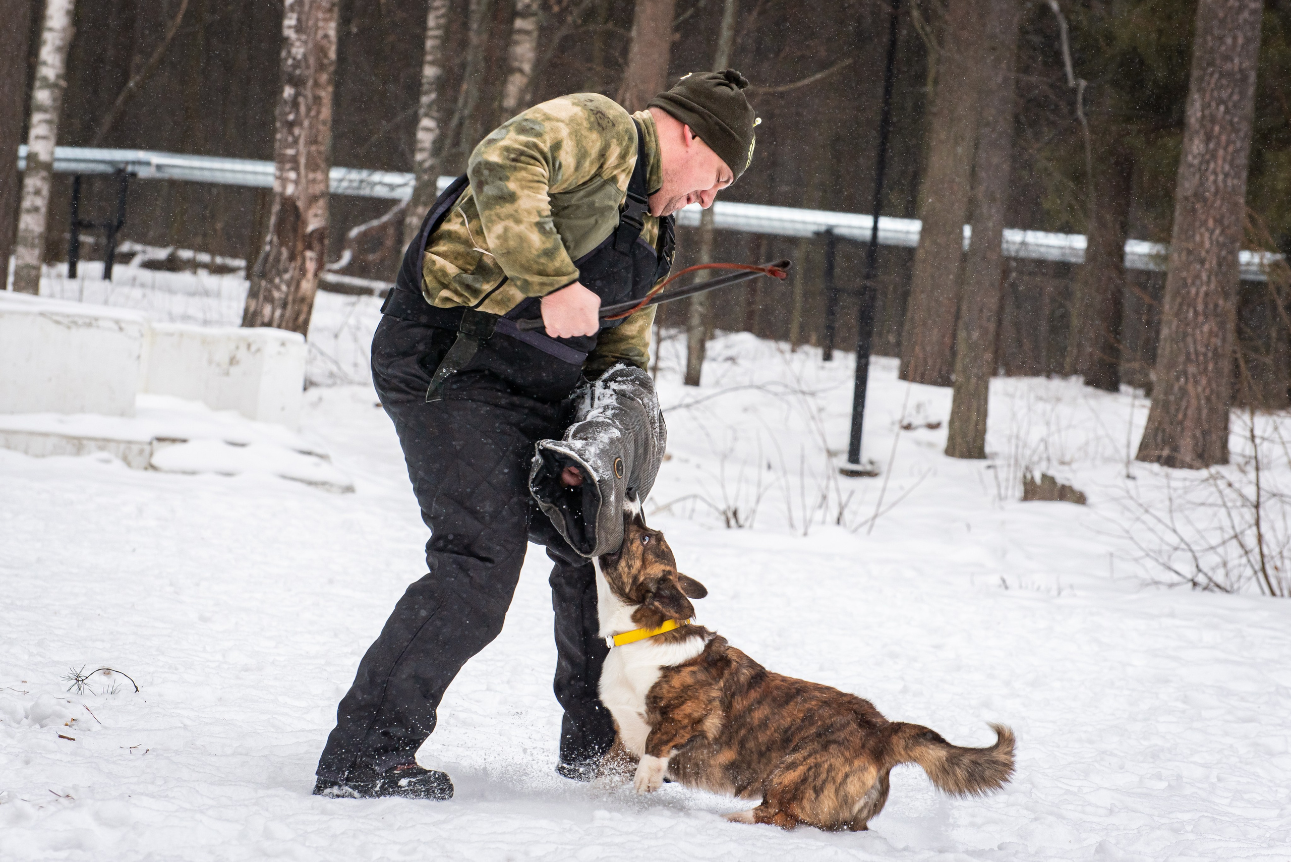 Фотосъёмка с собаками в Кинологическом лагере. Фотограф Макс Огурцов в Нижнем Новгороде