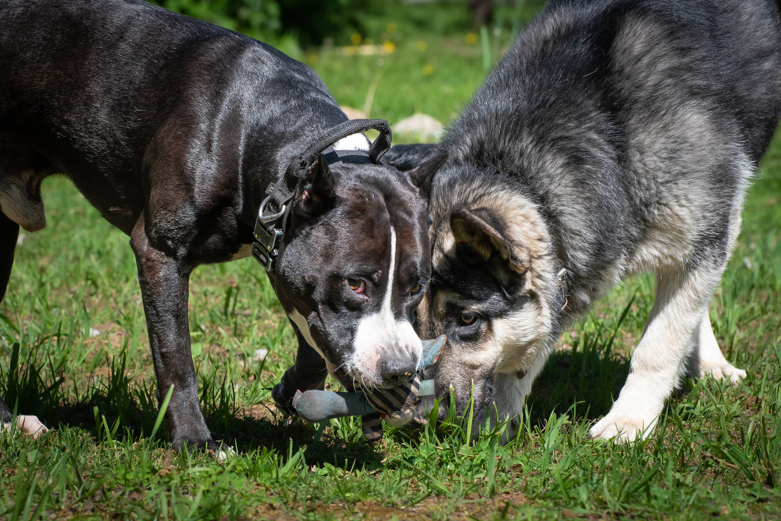 Фотосессия на даче для собак. Фотограф Макс Огурцов в Нижнем Новгороде