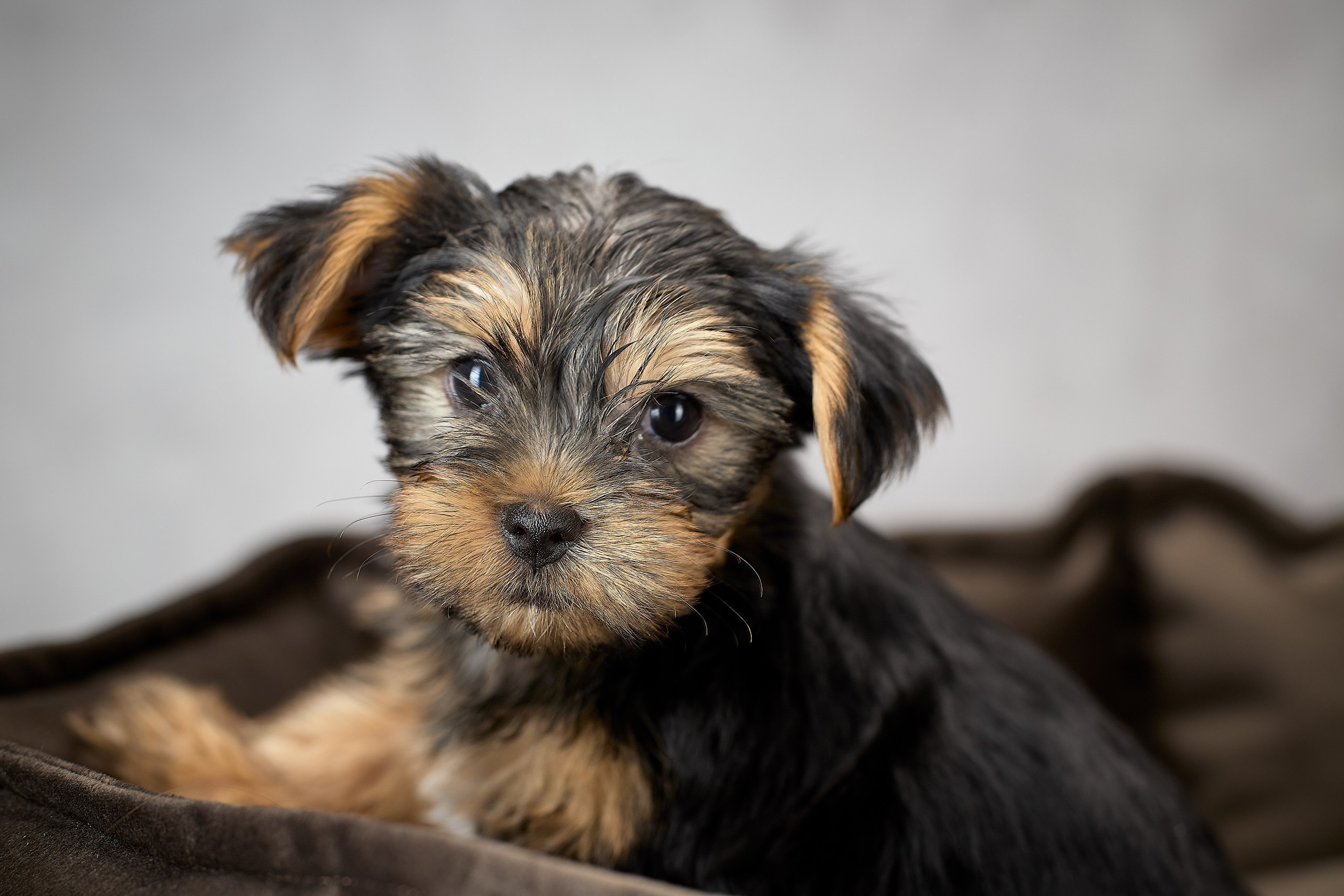 Фотосессия щенков на фонах. Фотограф собак в Краснодаре и Краснодарском крае Суковатых Евгений