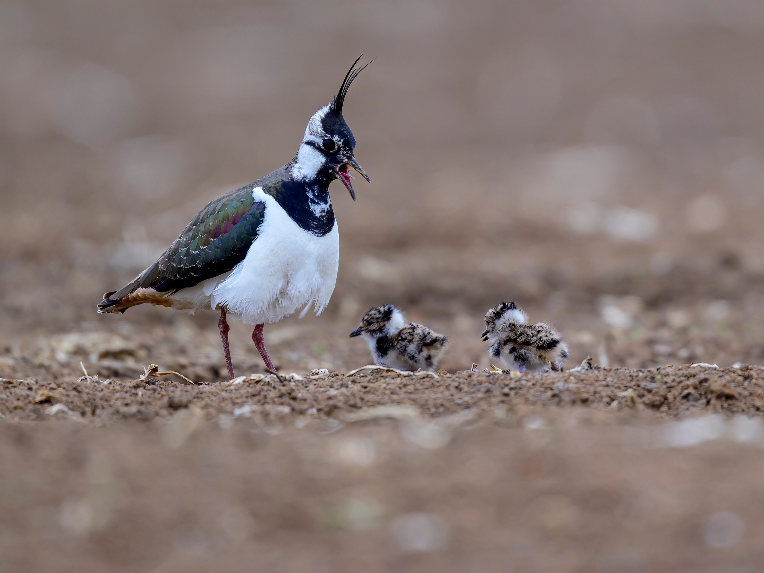 Фотограф Сергей Пупонин