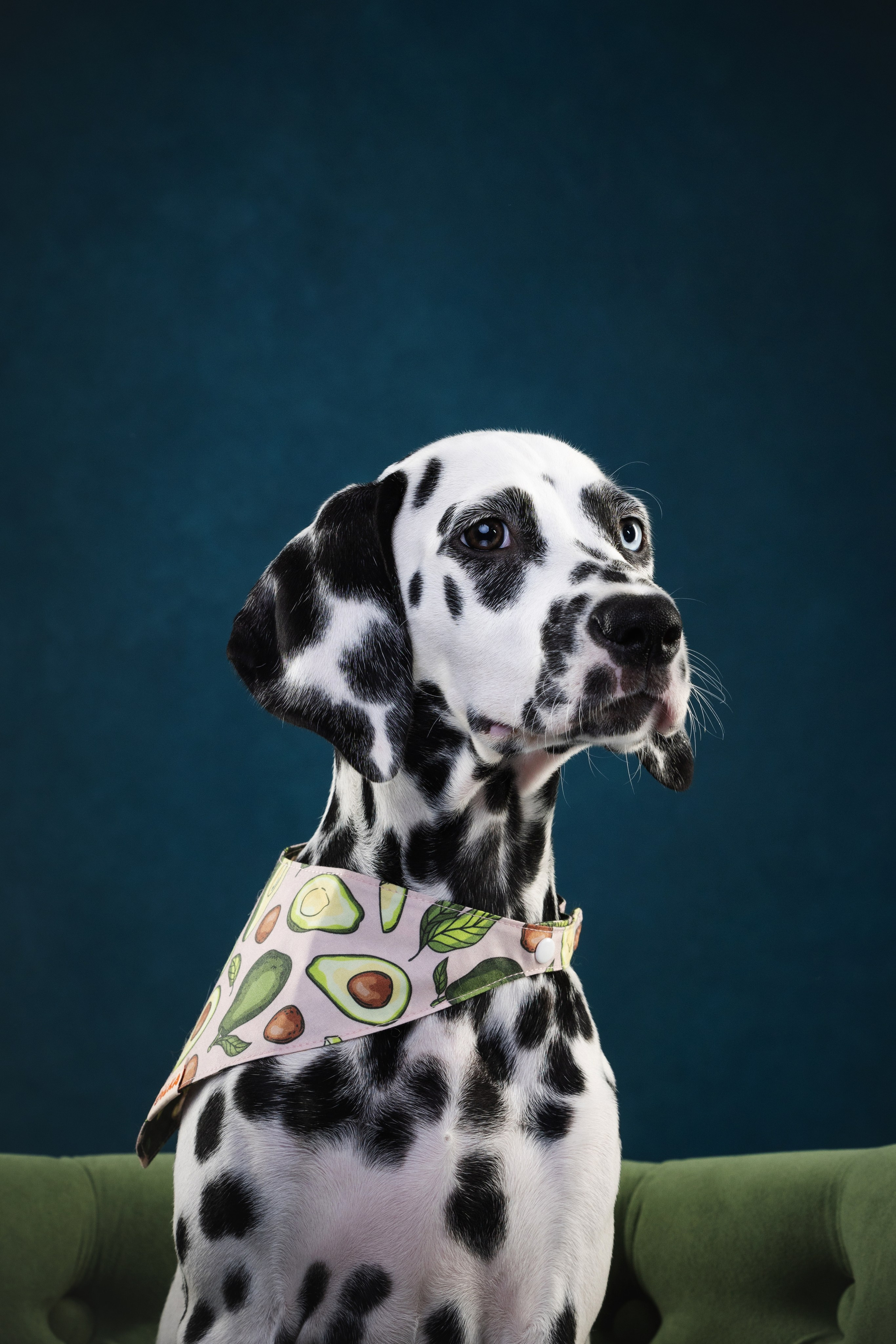 Далматин Одри. Фотограф анималист Осипчикова Мария