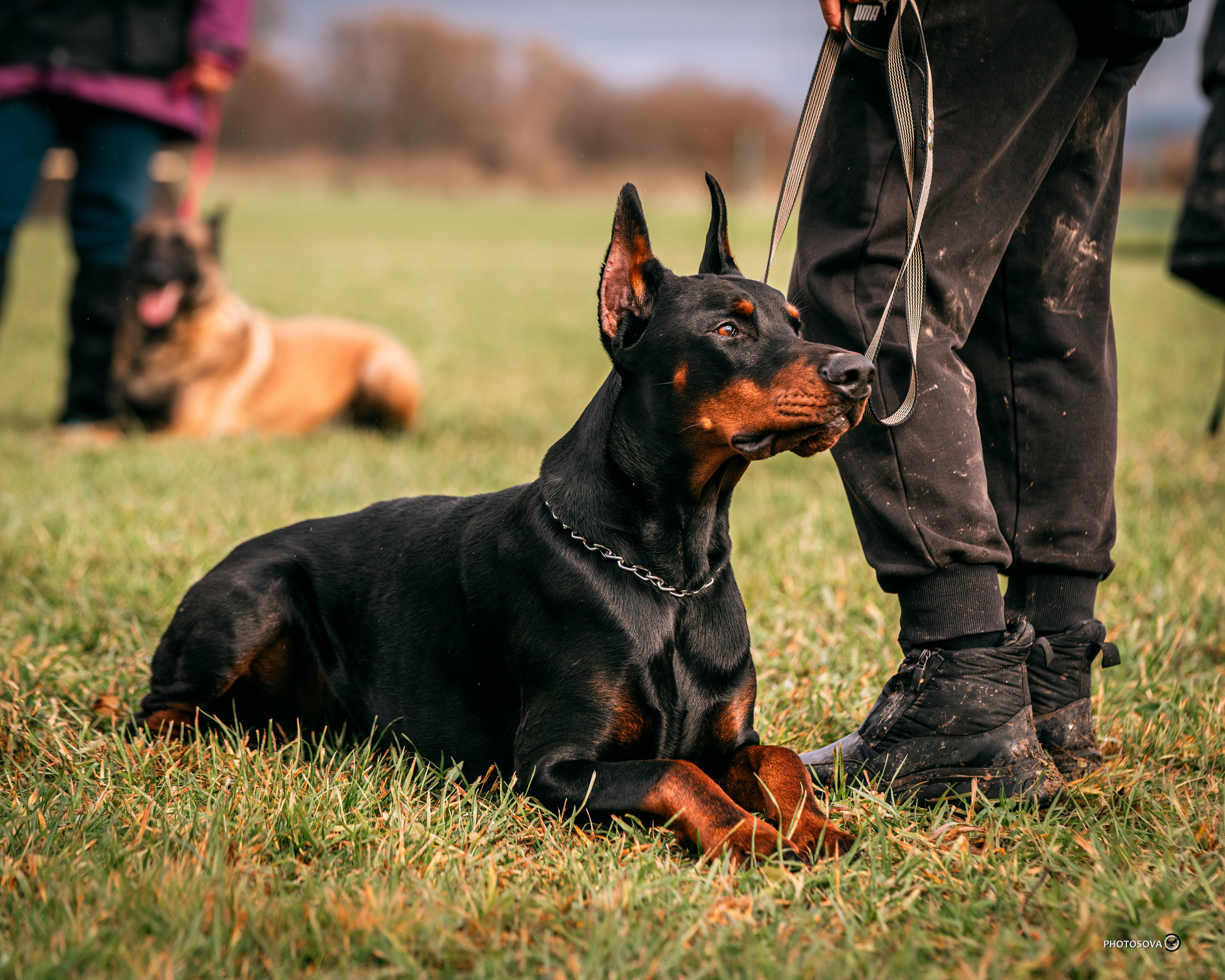 МЫ — КОМАНДА (соревнования) OKD, BH, IBGH, IGP. Фотограф-анималист, семейный фотограф в Москве и Подмосковье. Фотосъёмка кинологических дисциплин