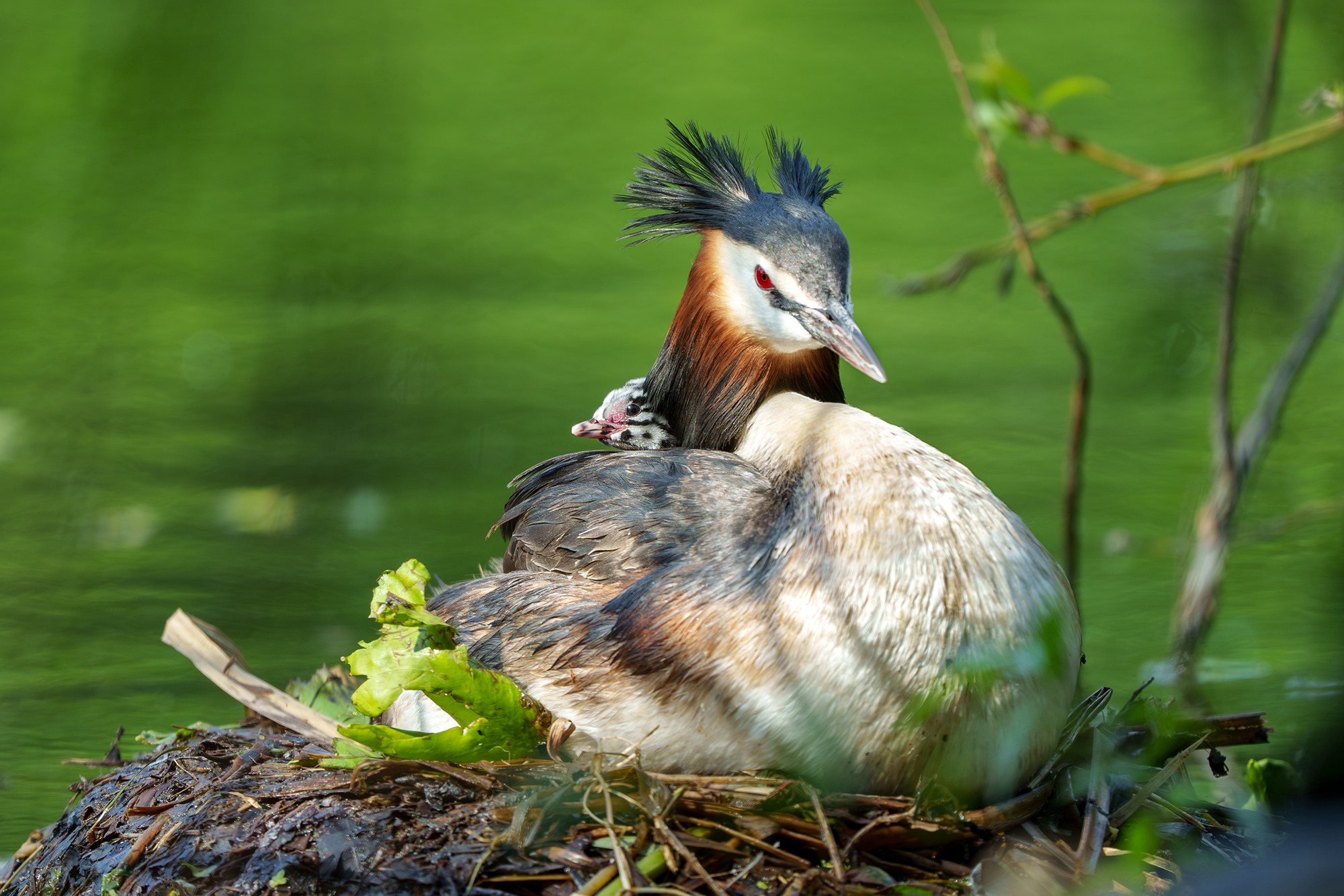 Удивительные мир птиц. Вокруг нас столько прекрасного — присмотритесь!. Ваш личный фотограф Марина Волкова
