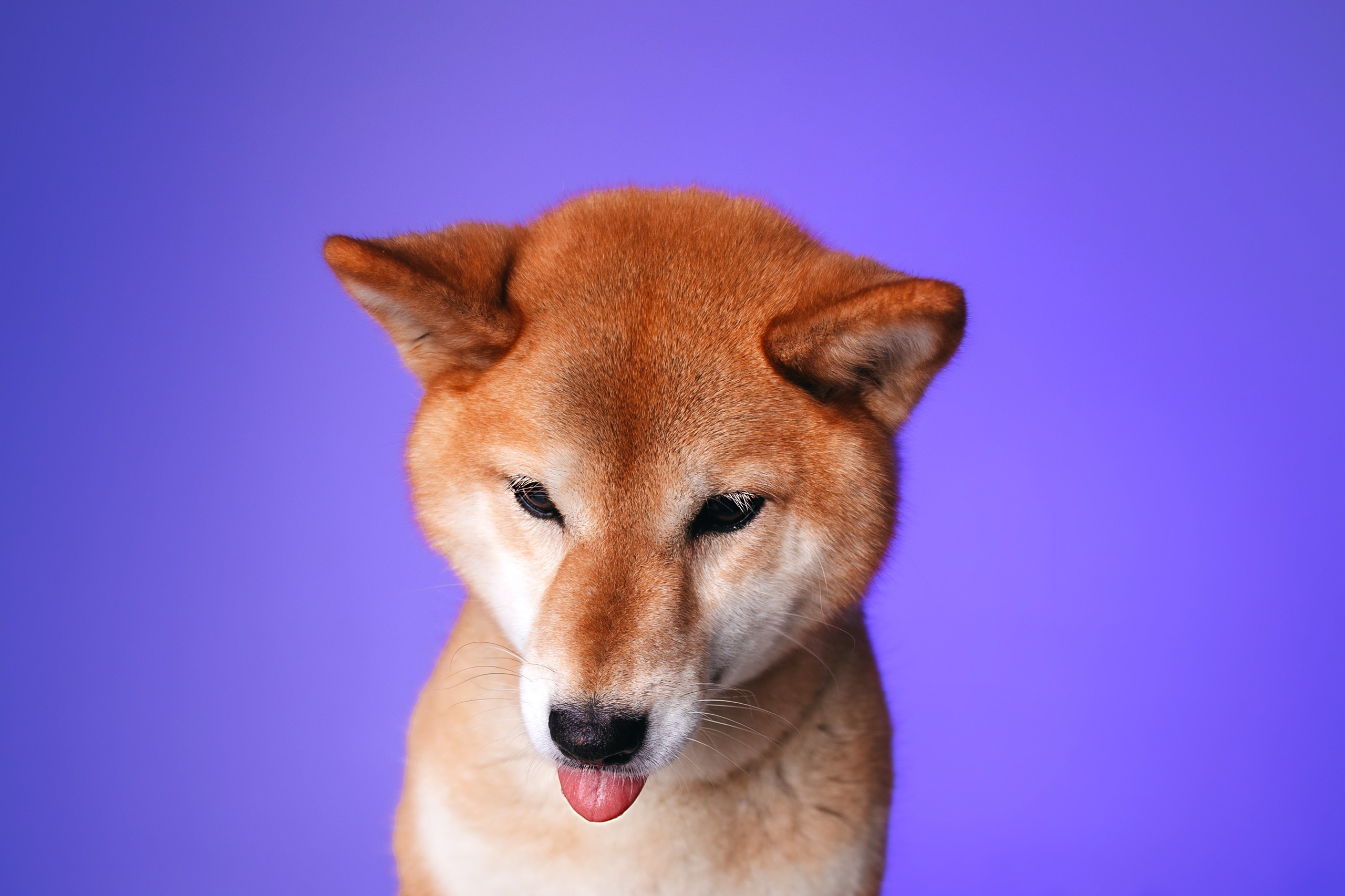 Неон 2 (фотодень). Фотограф анималист Кристина Карпова, Москва