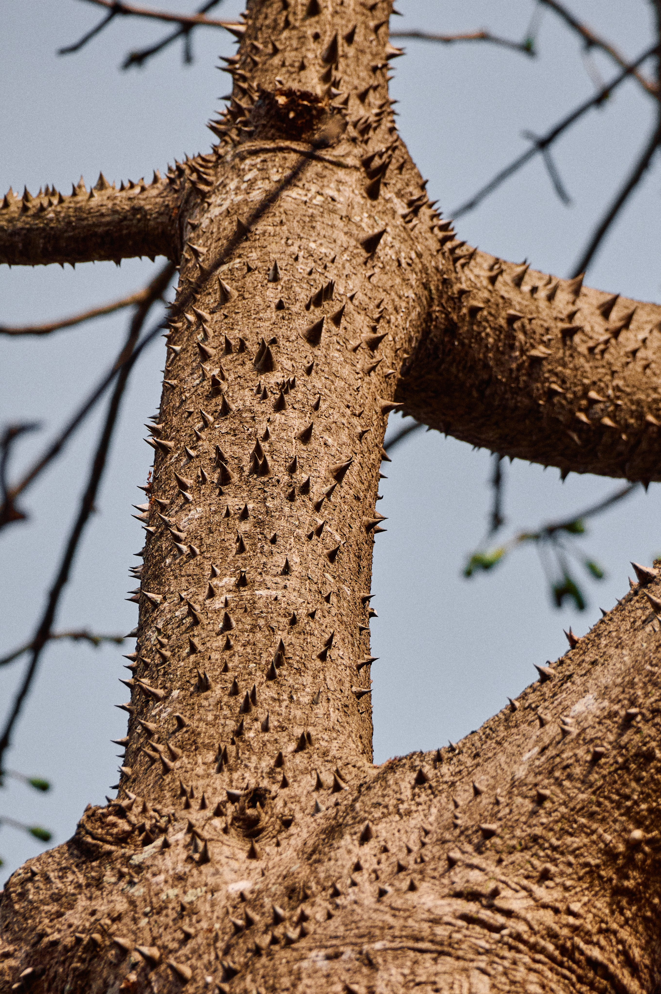 Guinea-Bissau. See the moment and catche. commercial and reportage