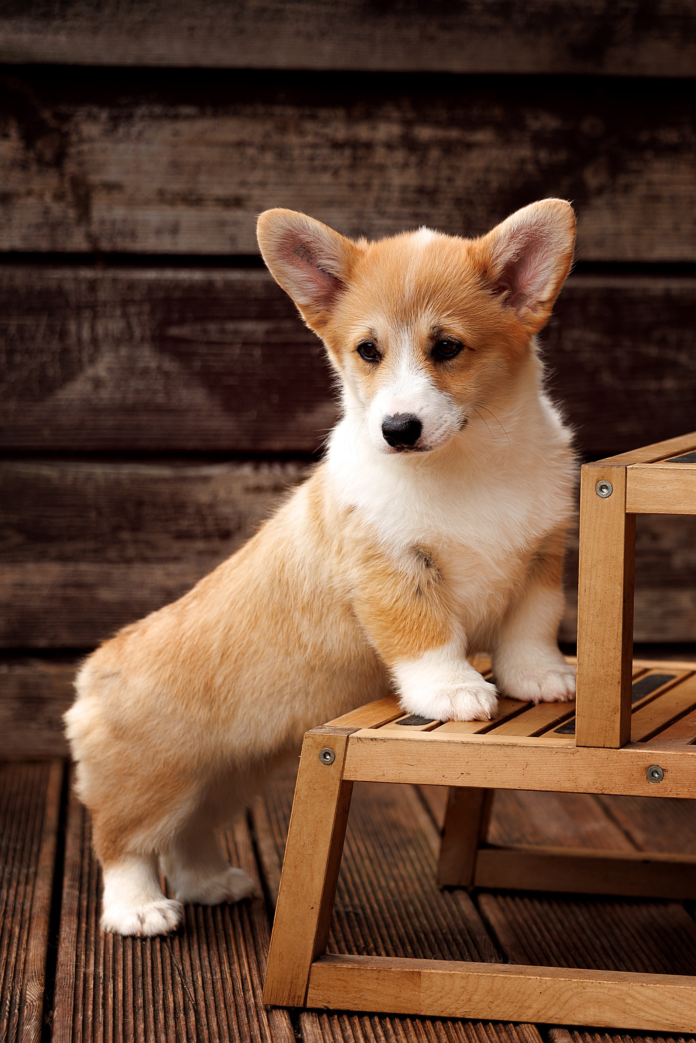 Портфолио: Фотосъёмка щенков в Москве и области — трогательные моменты. Фотограф-анималист и бренд-фотограф в Москве | Фотография собак, людей, бизнес-портрет