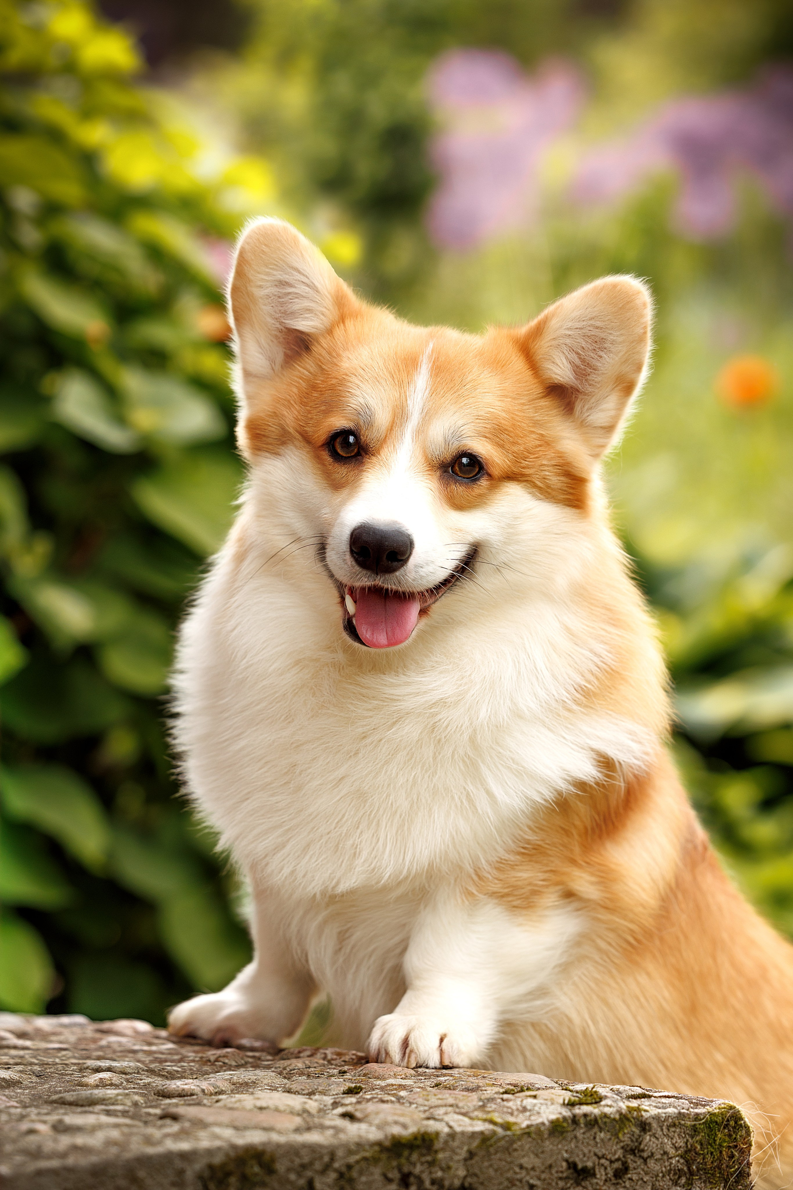 Портфолио: Фотосъёмка собак в Москве и области — авторские образы. Фотограф-анималист и бренд-фотограф в Москве | Фотография собак, людей, бизнес-портрет