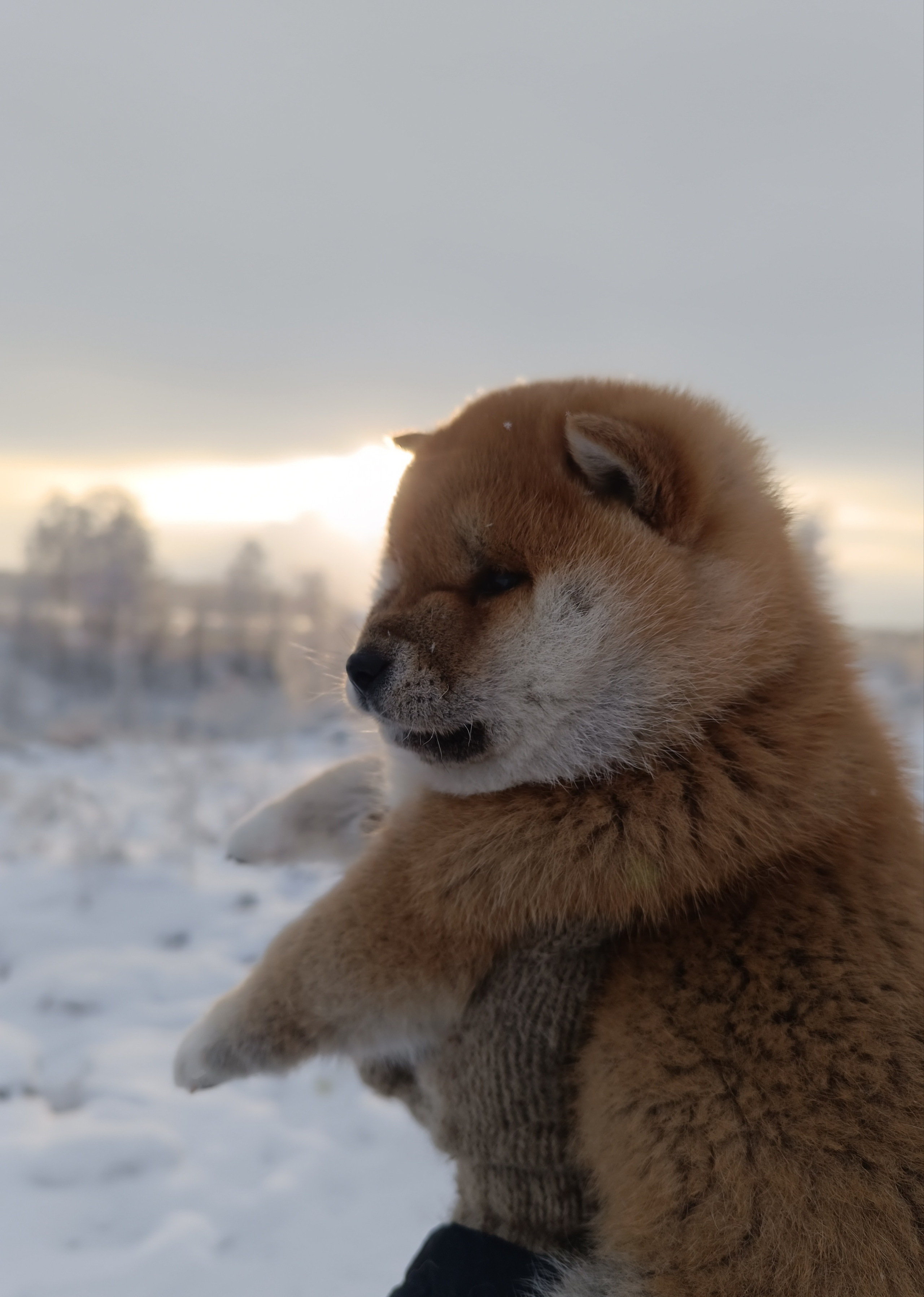 сиба питомник Рубилайт щенки на продажу rubylight  сиба щенки купить СПб Санкт-Петербург 