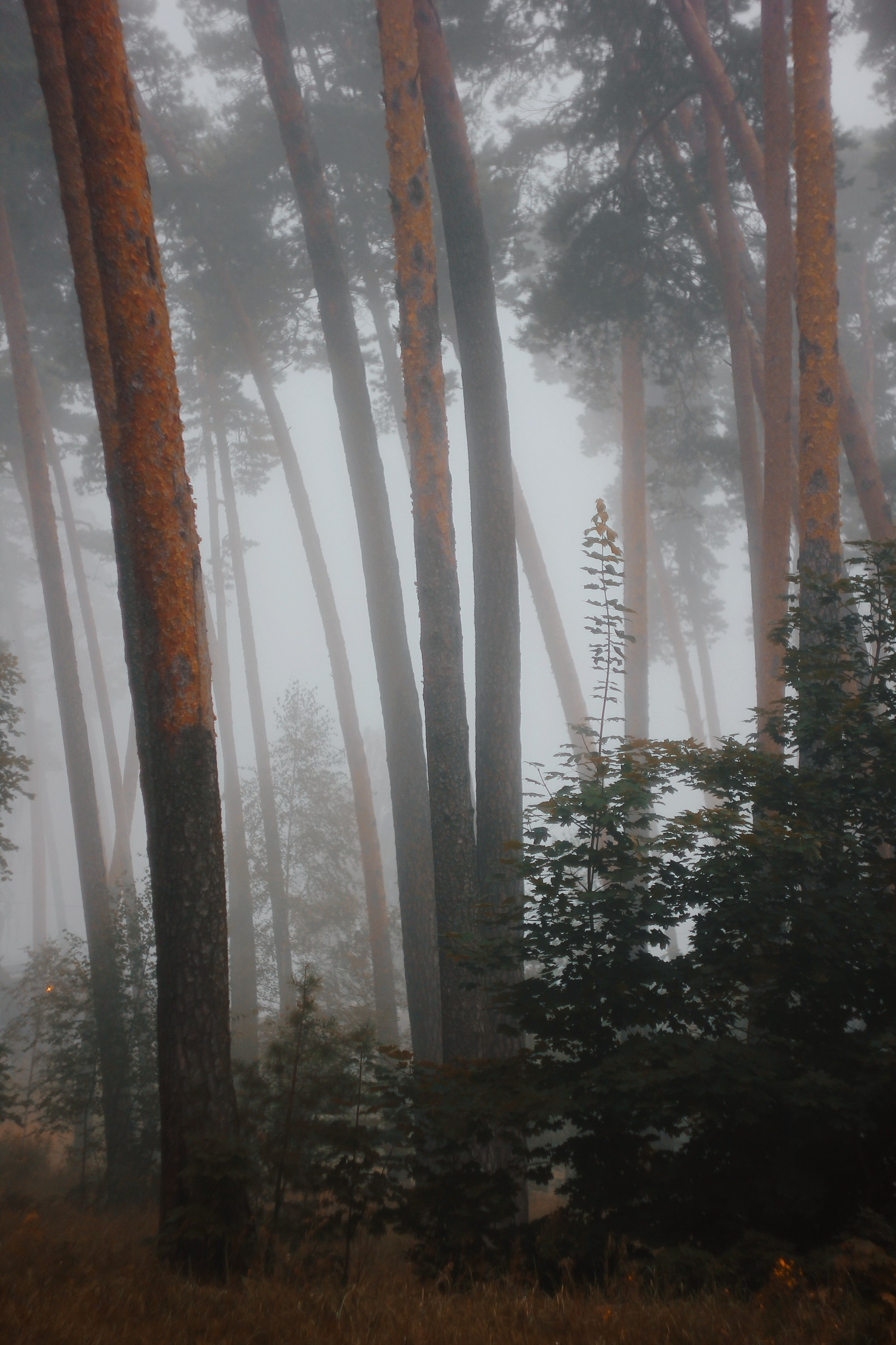 Меланхолия августа. С любовью, фотохудожник