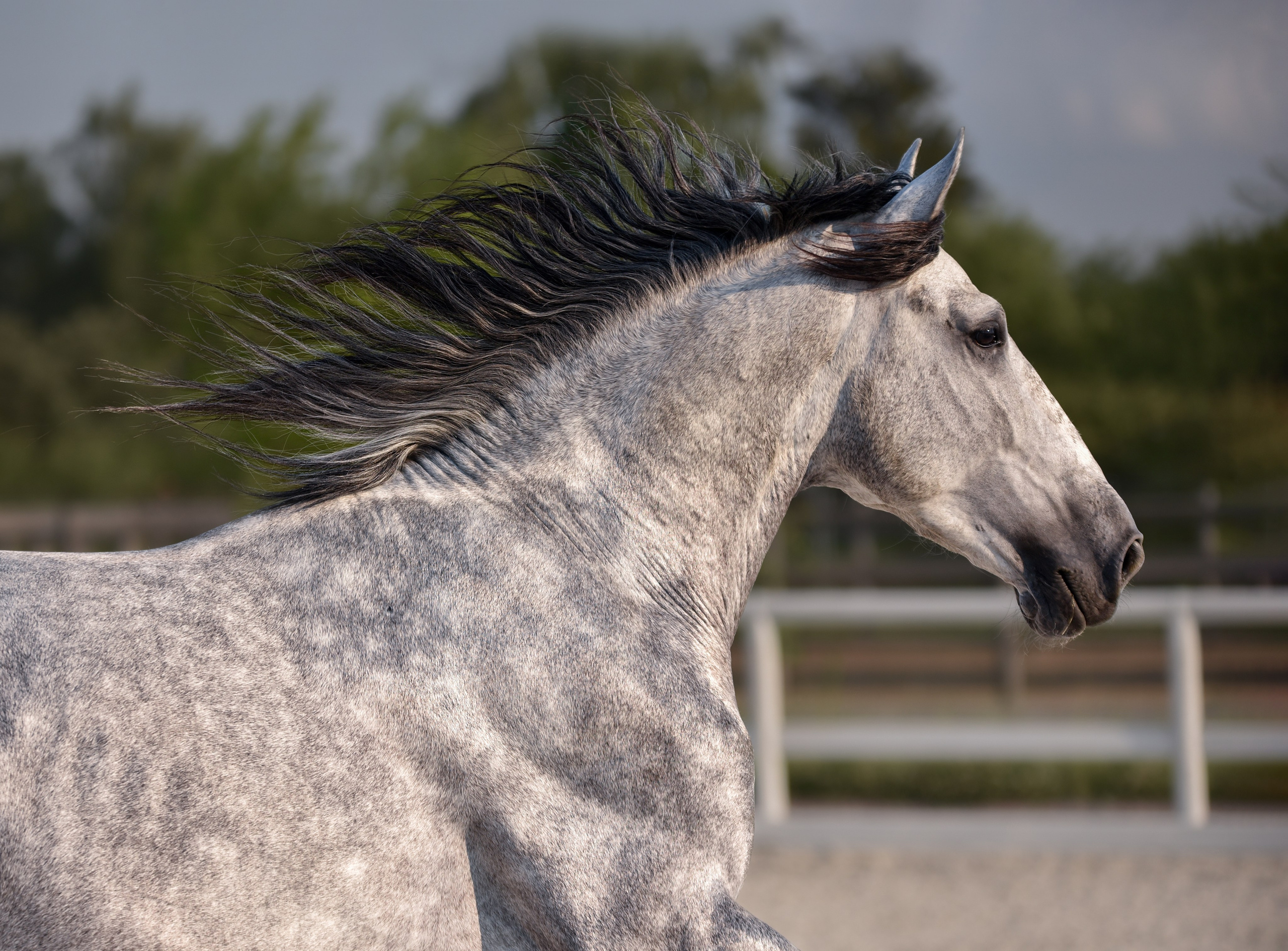 Лошади на свободе, съемка лошадей, экстерьерная съемка, фотосессия