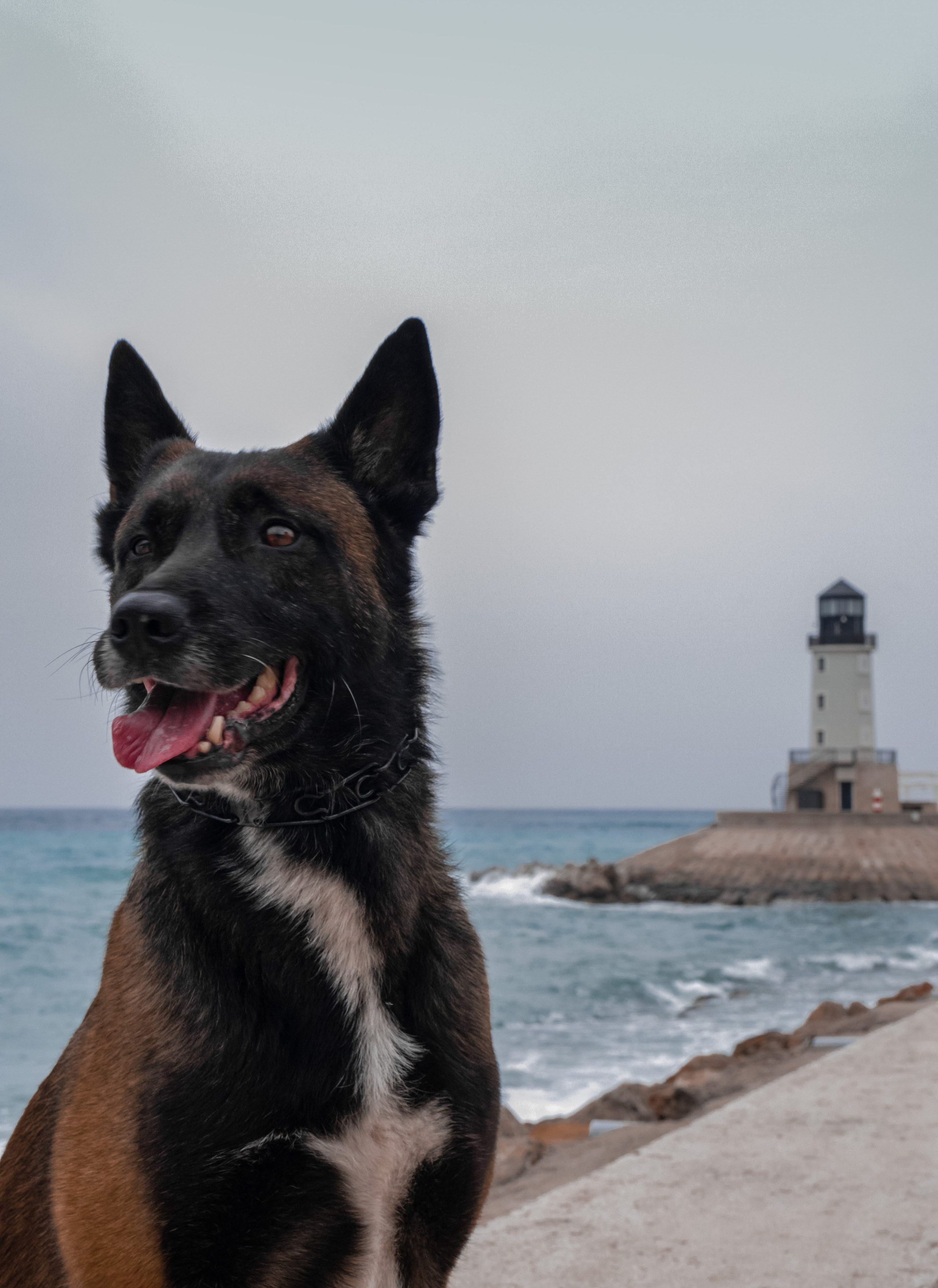 Photoshoot with a dog in Montenegro. Portrait photographer in Tivat Montenegro Katerina Kirsanova