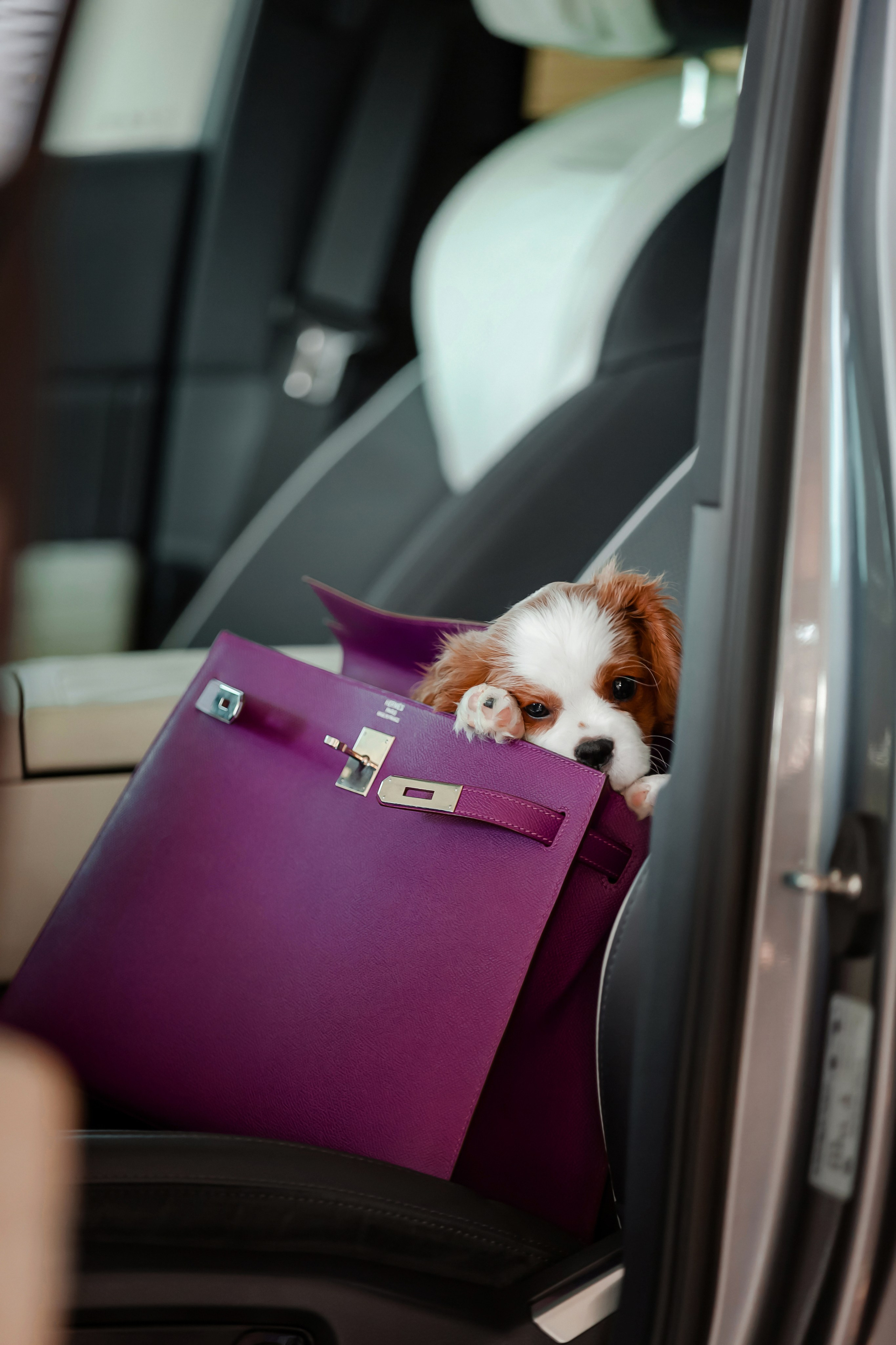 Фотосъёмка щенков. Фотограф-анималист в Краснодаре Маша Мельникова