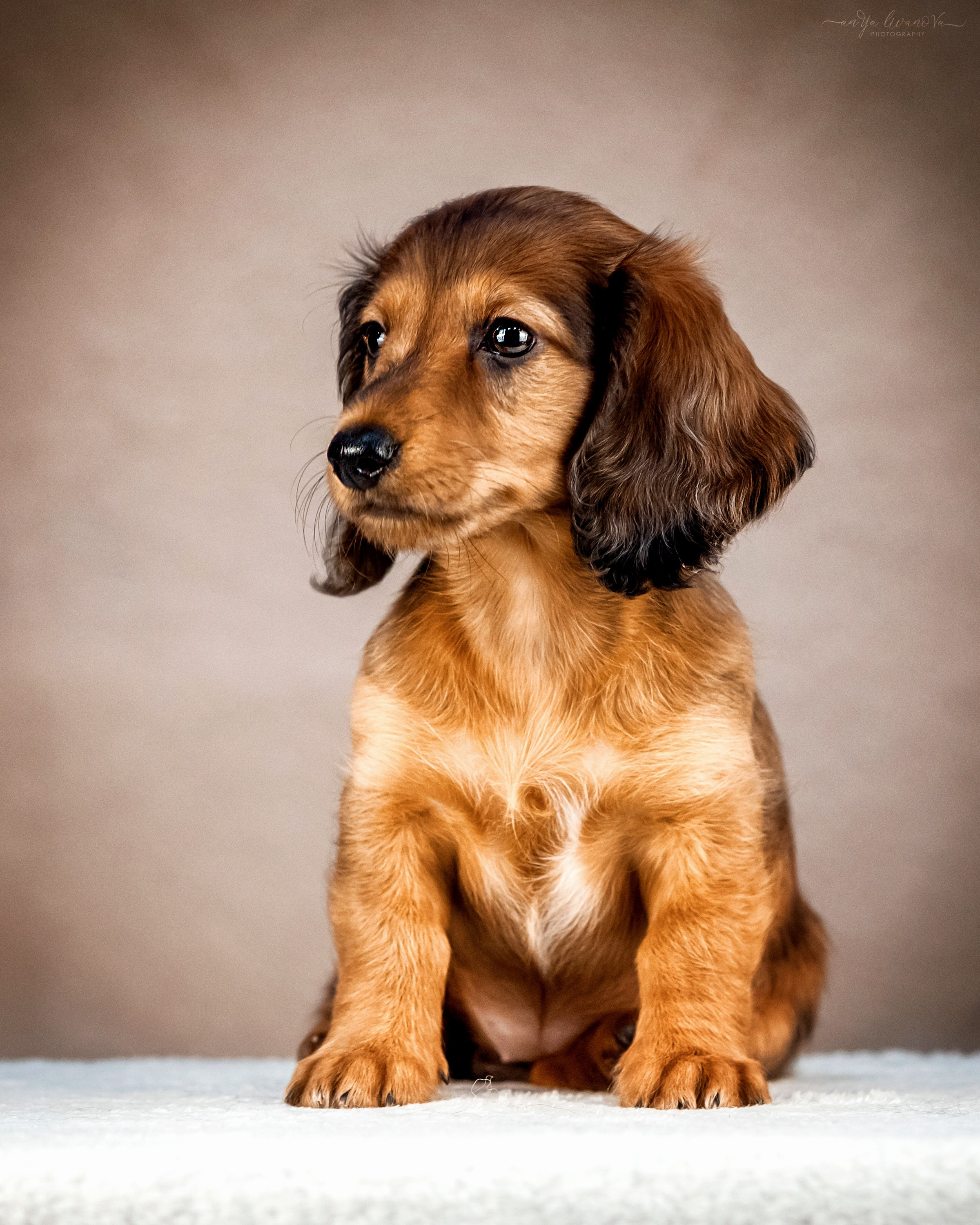Таксята. Фотограф анималист Аня Ливанова | Рыбинск
