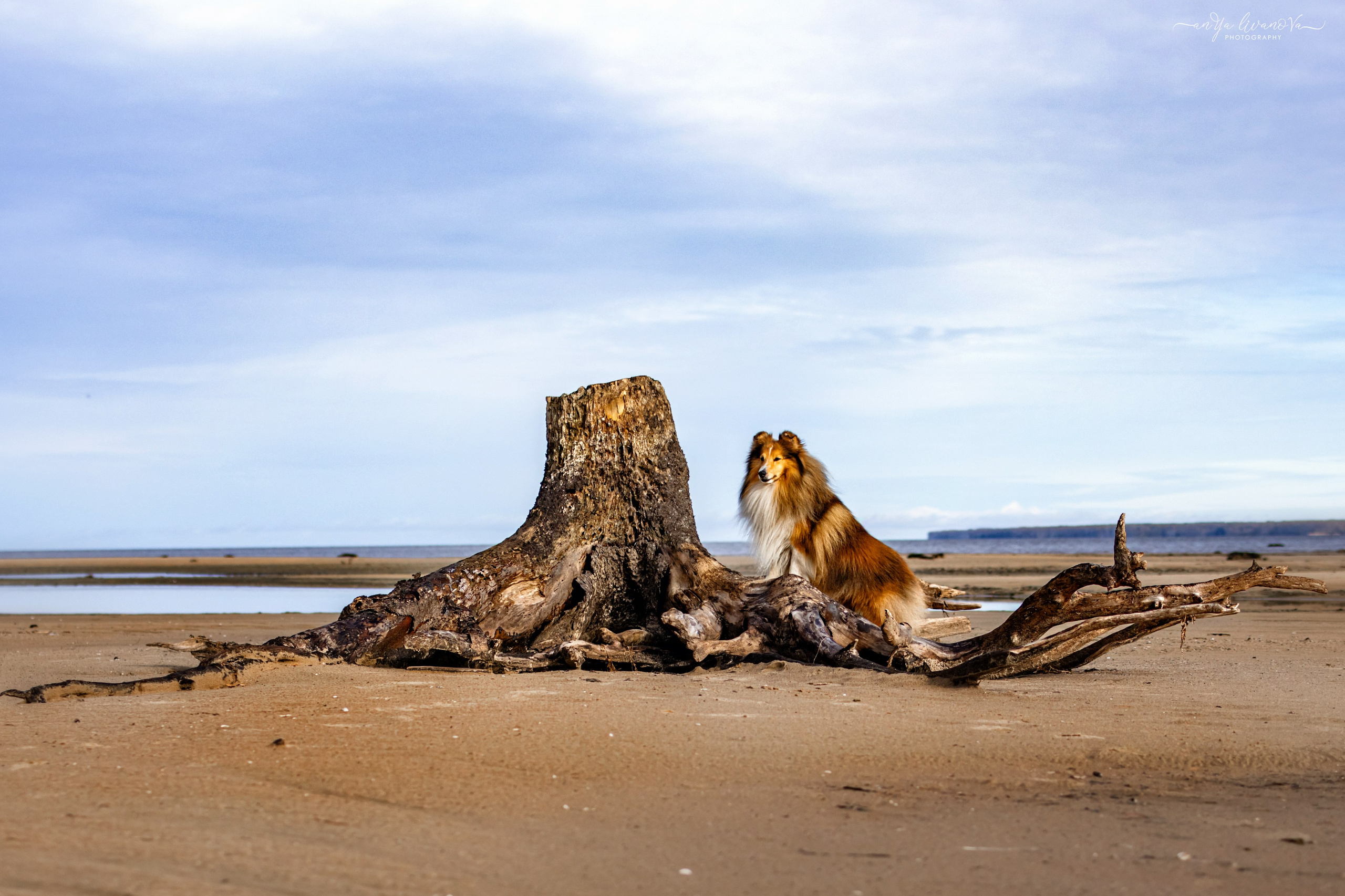 Рома. Фотограф анималист Аня Ливанова | Рыбинск