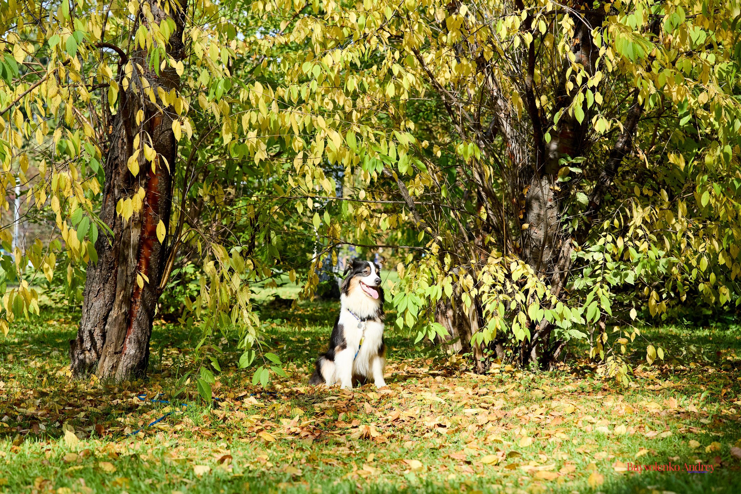 Басенджи и Аусси 21.09.2025. Buyvolenko Andrey