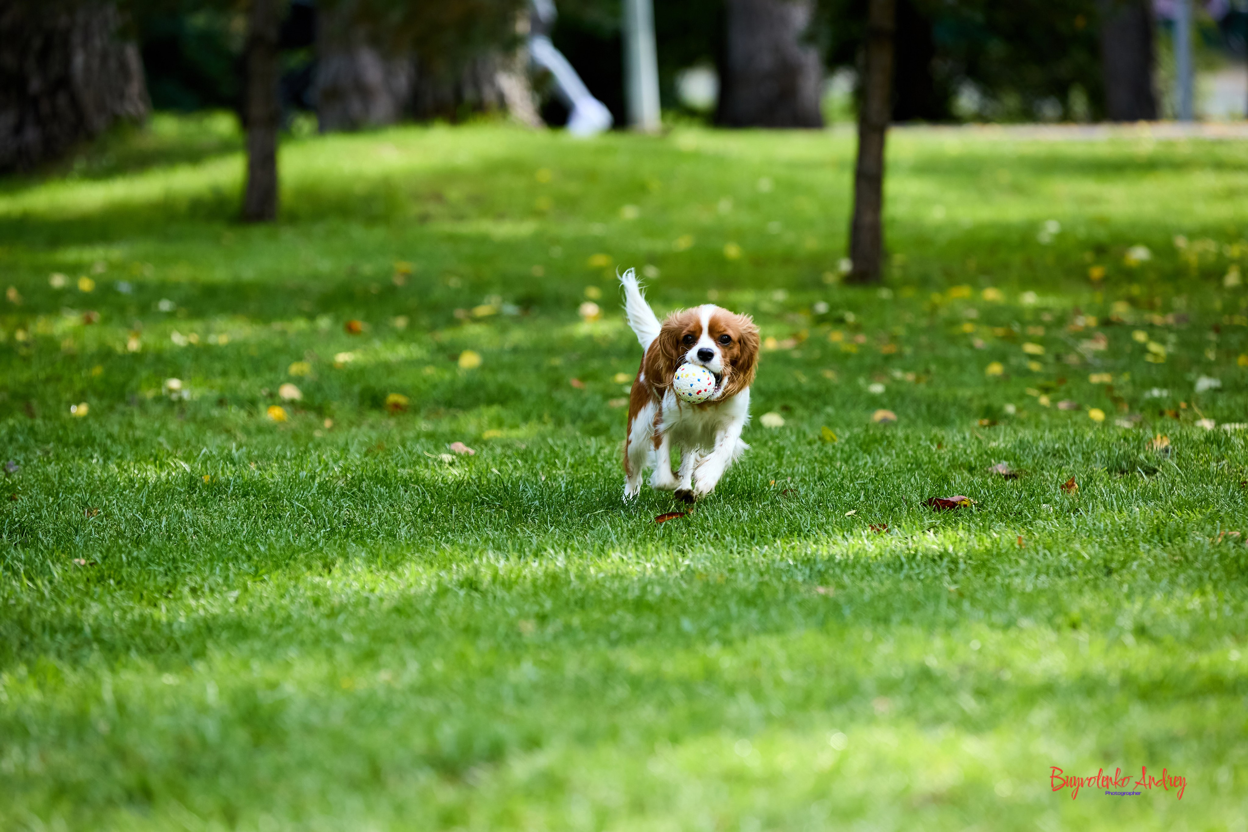 Фотопрогулка с кавалерами. Buyvolenko Andrey