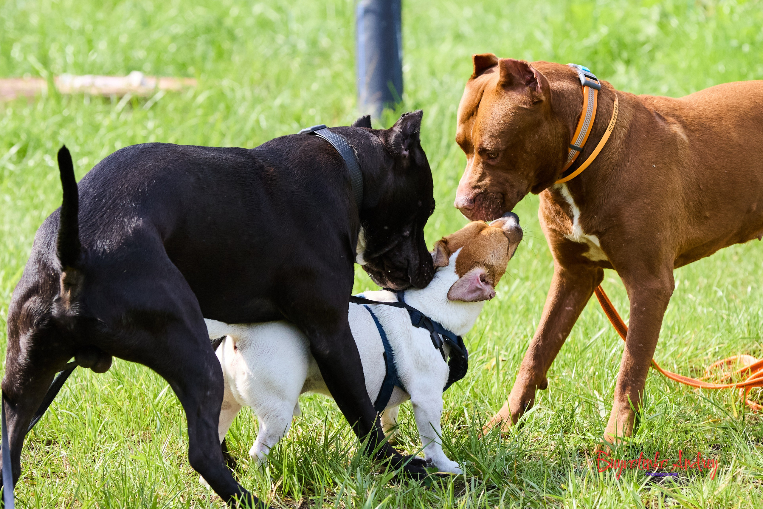 Проект фотопрогулка с хвостиком. Buyvolenko Andrey