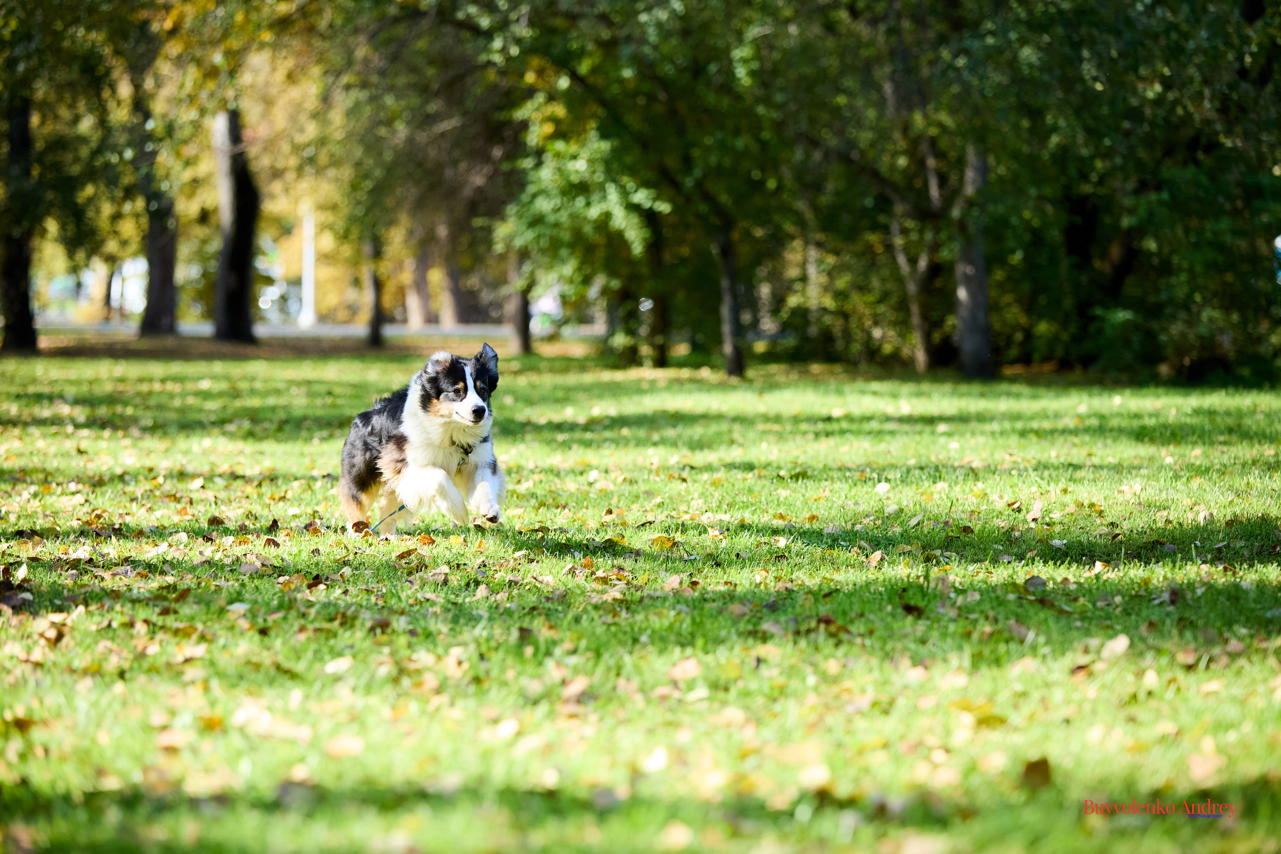 Басенджи и Аусси 21.09.2025. Buyvolenko Andrey