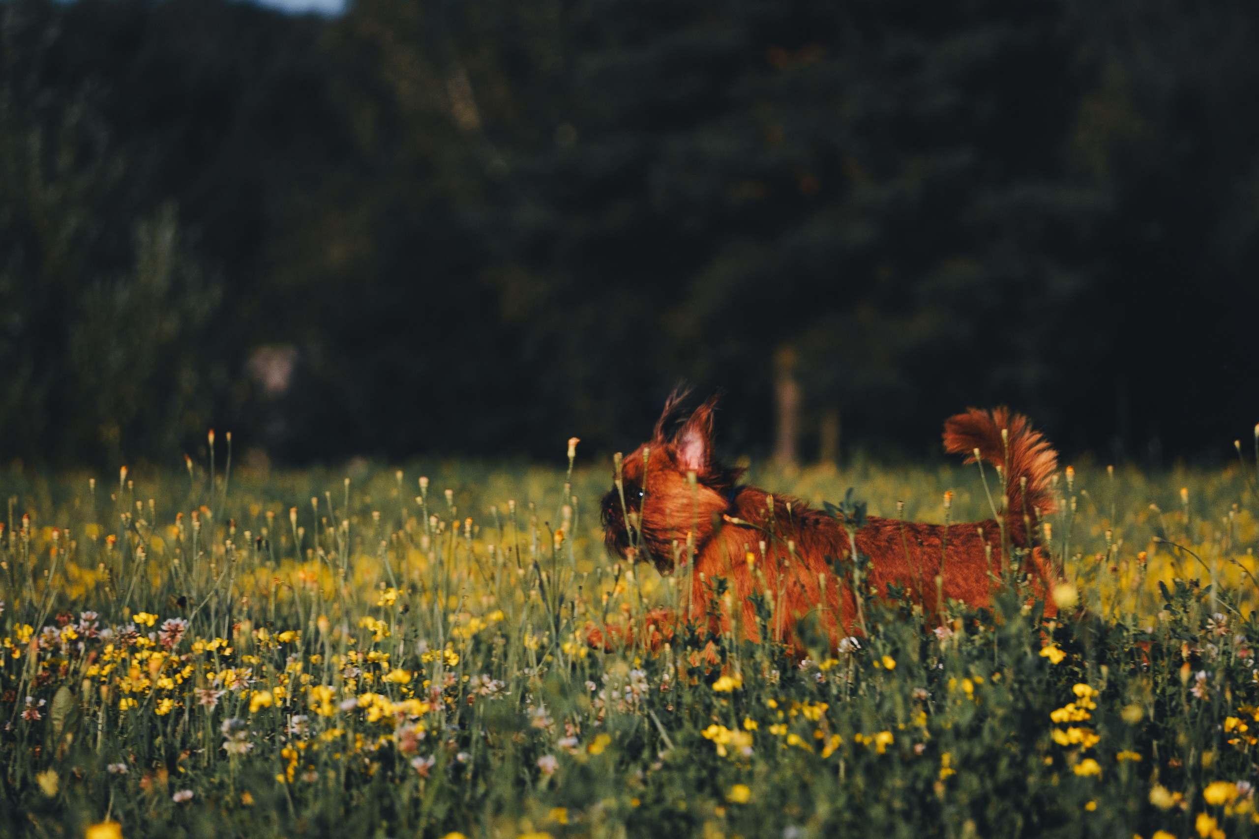 Катя и Яшма. Фотограф-анималист Ксения Воробьева, Москва
