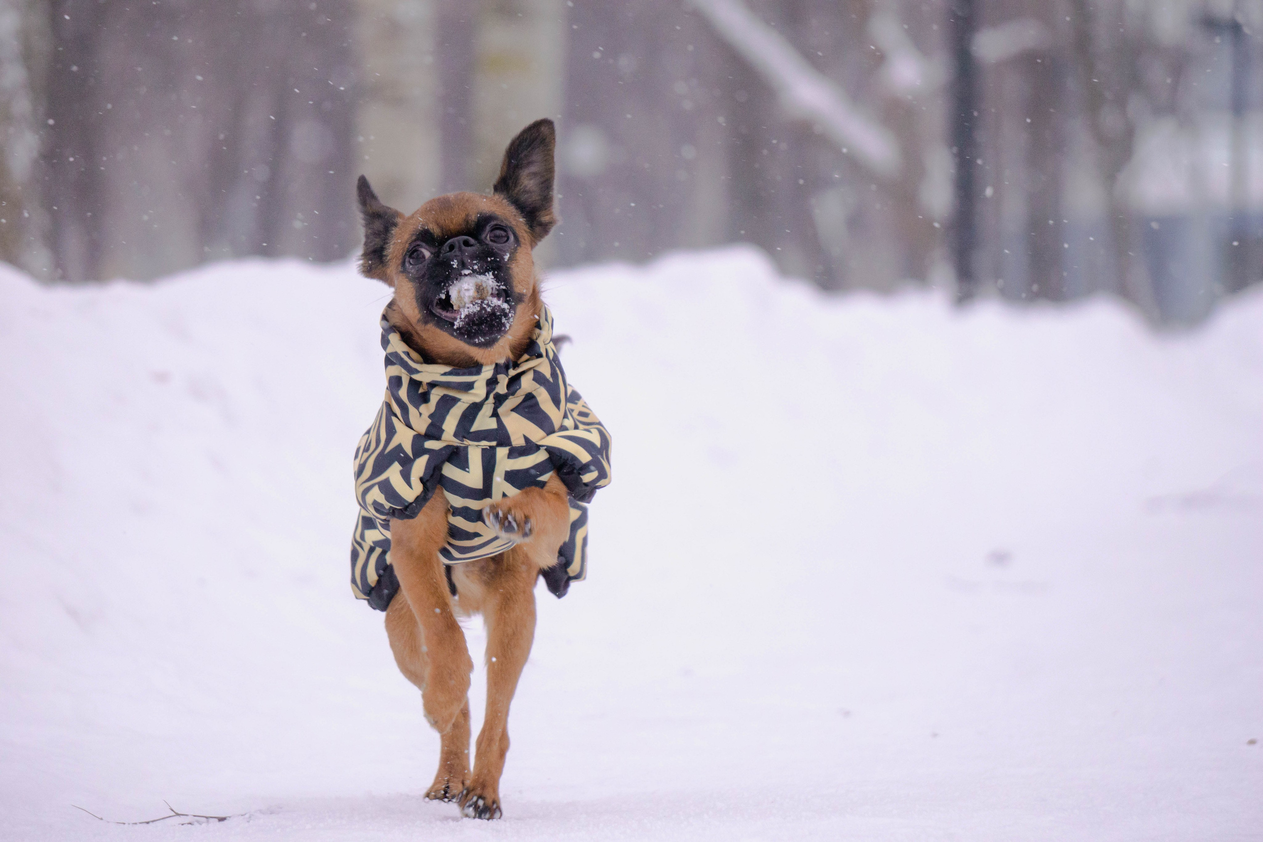 Надя и Ефим. Фотограф-анималист Ксения Воробьева, Москва