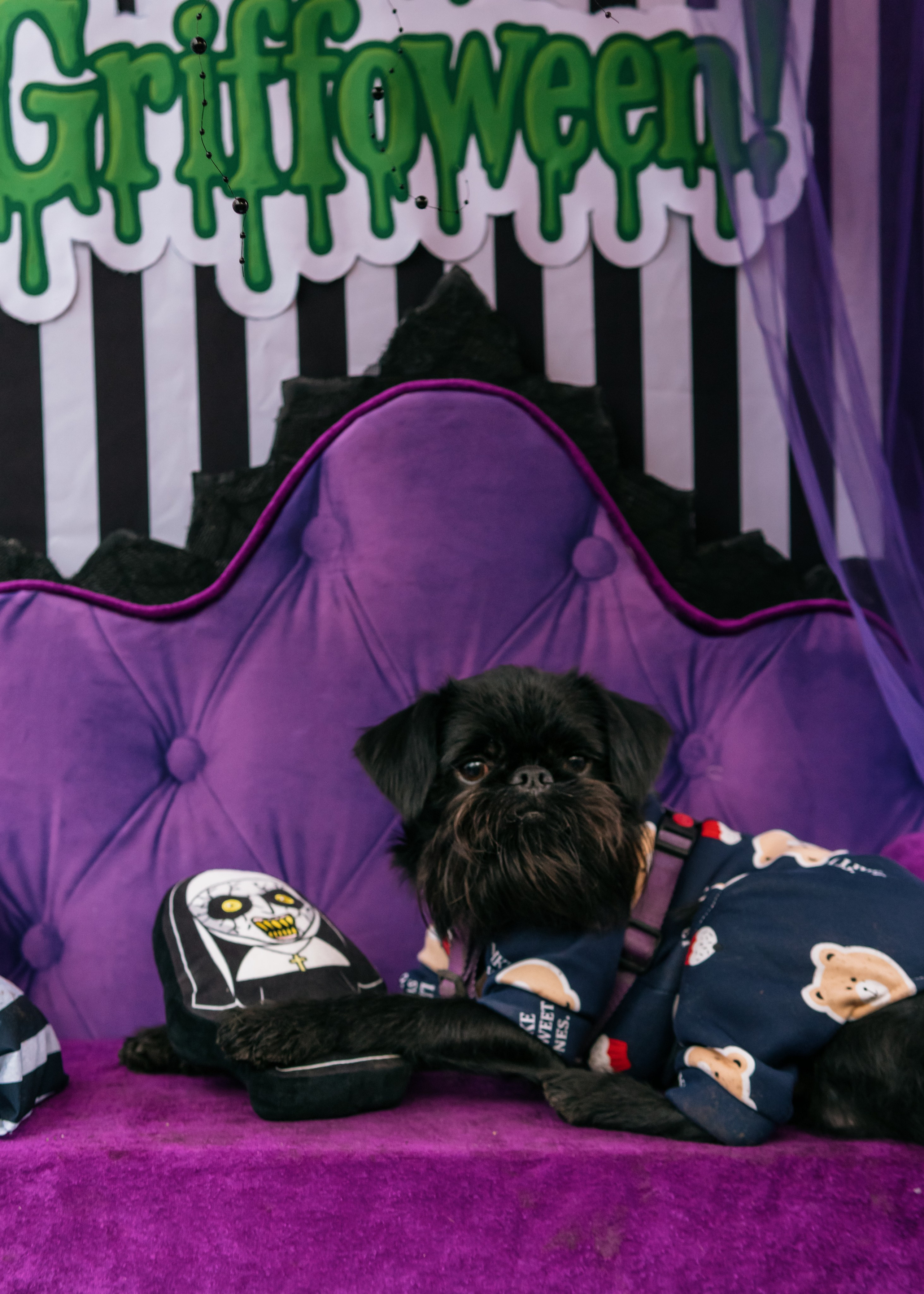 Тематическая встреча породников «Griffween». Фотограф-анималист Ксения Воробьева, Москва