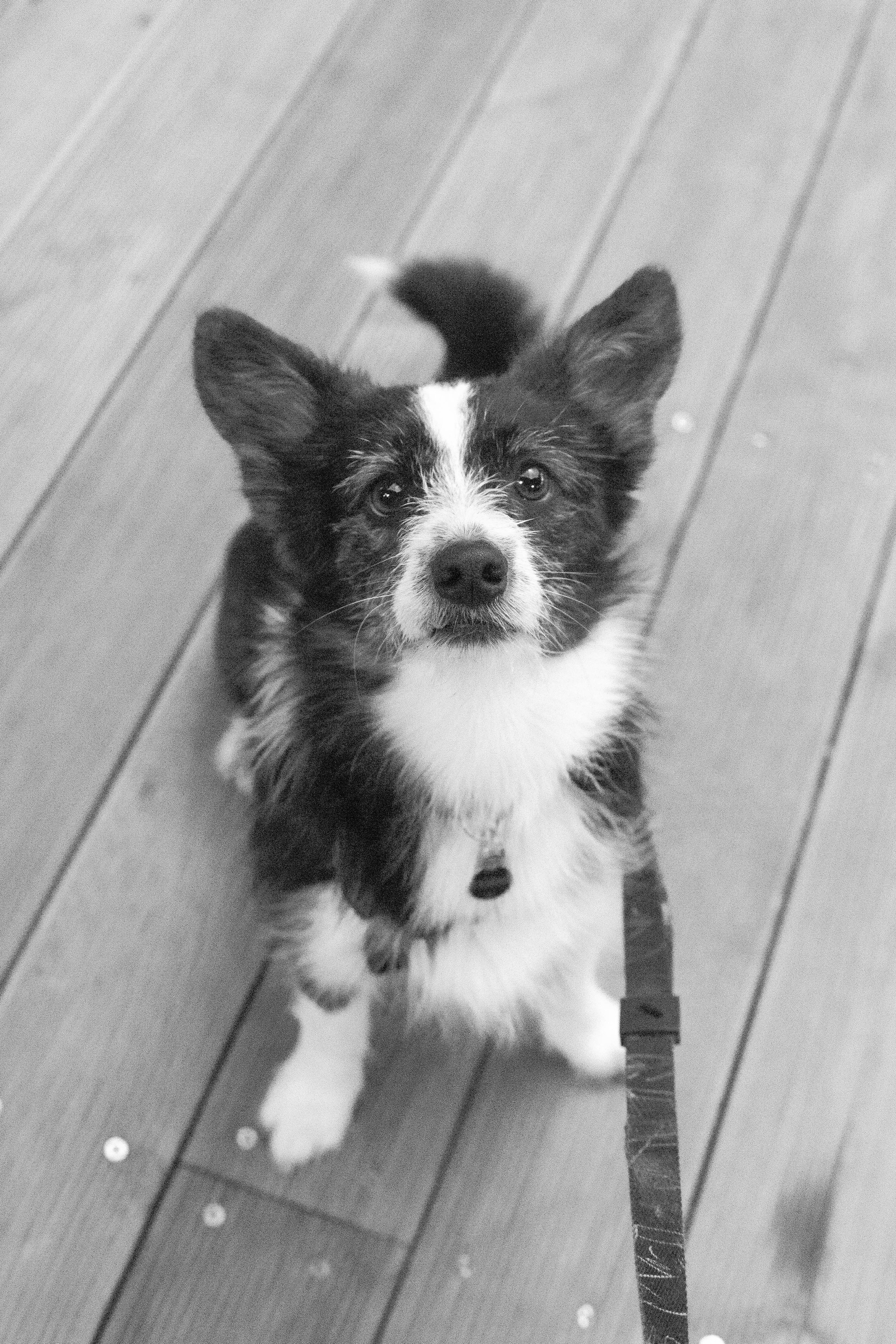 Даша и Тюбик. Фотограф-анималист Ксения Воробьева, Москва