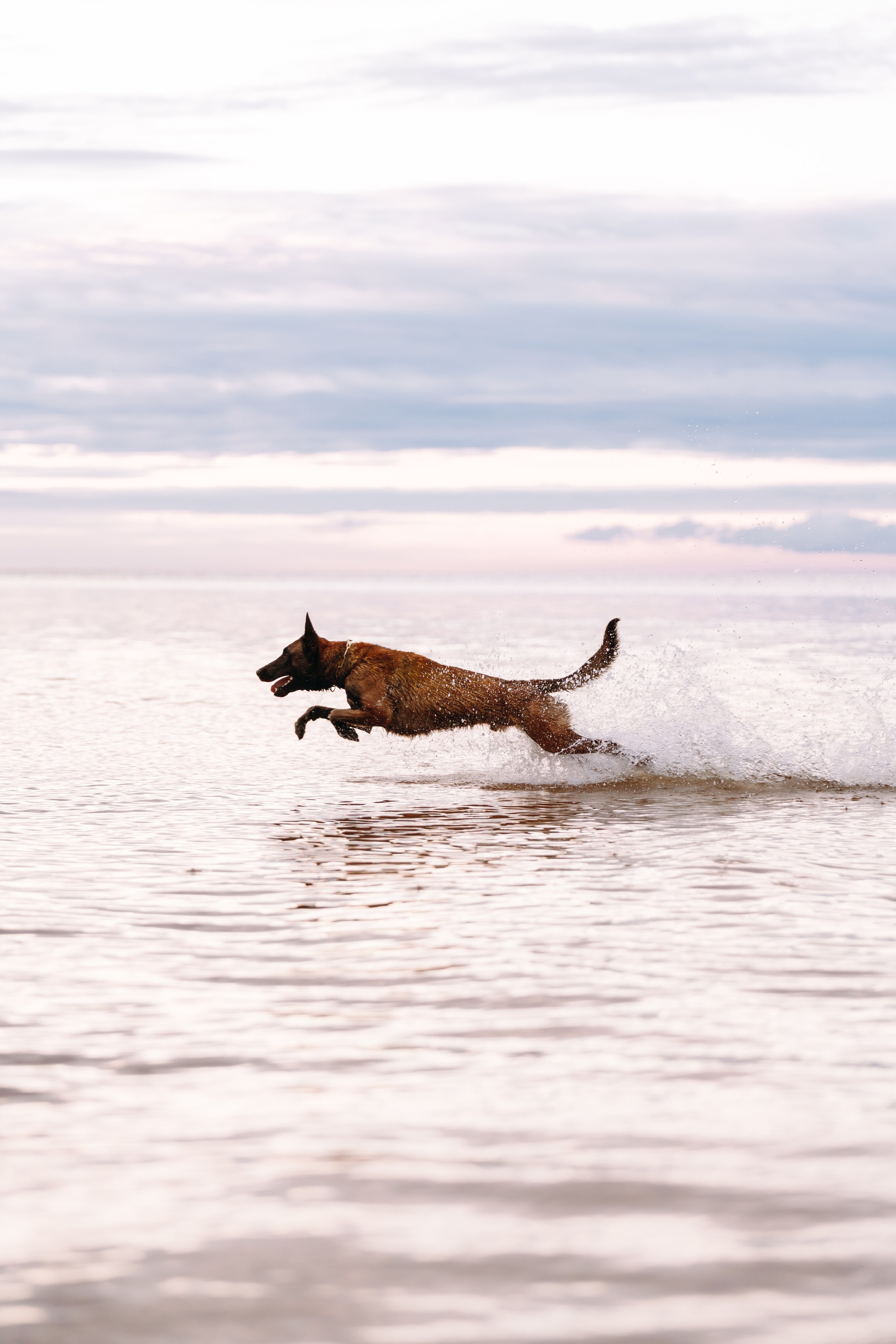 Раш. Фотограф анималист Осипчикова Мария